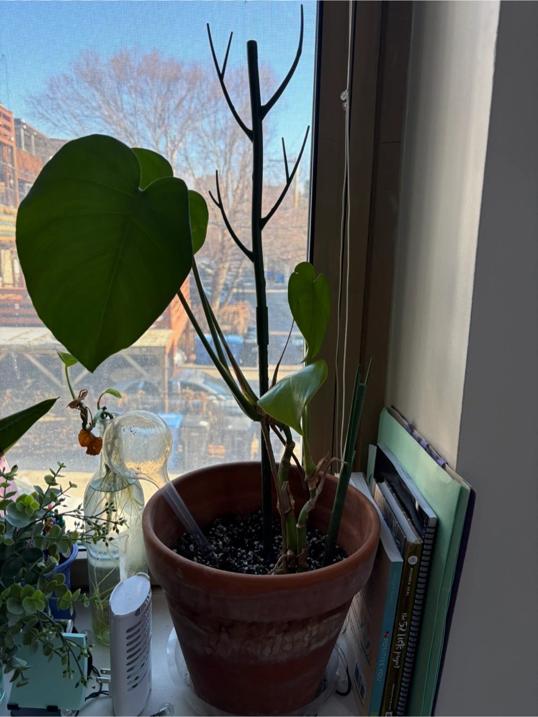 Monstera Plant - photo 2