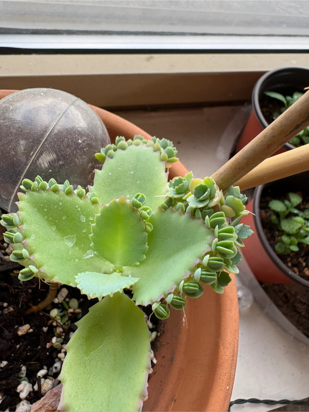 Mother of a Thousand Plant Pups - photo 2