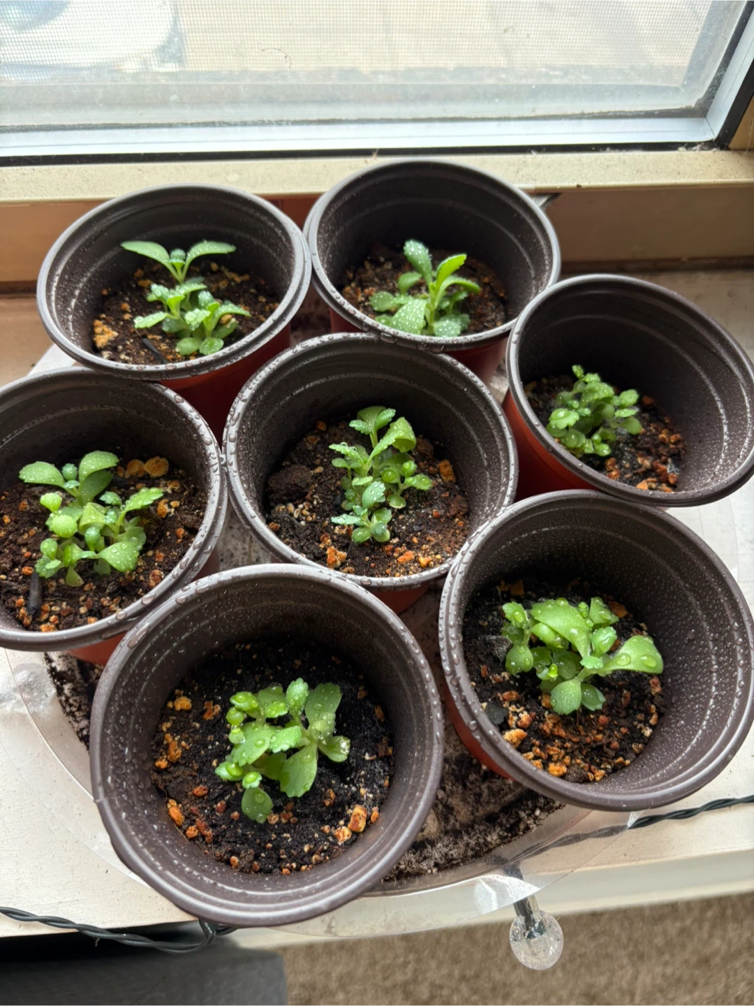 Mother of a Thousand Plant Pups