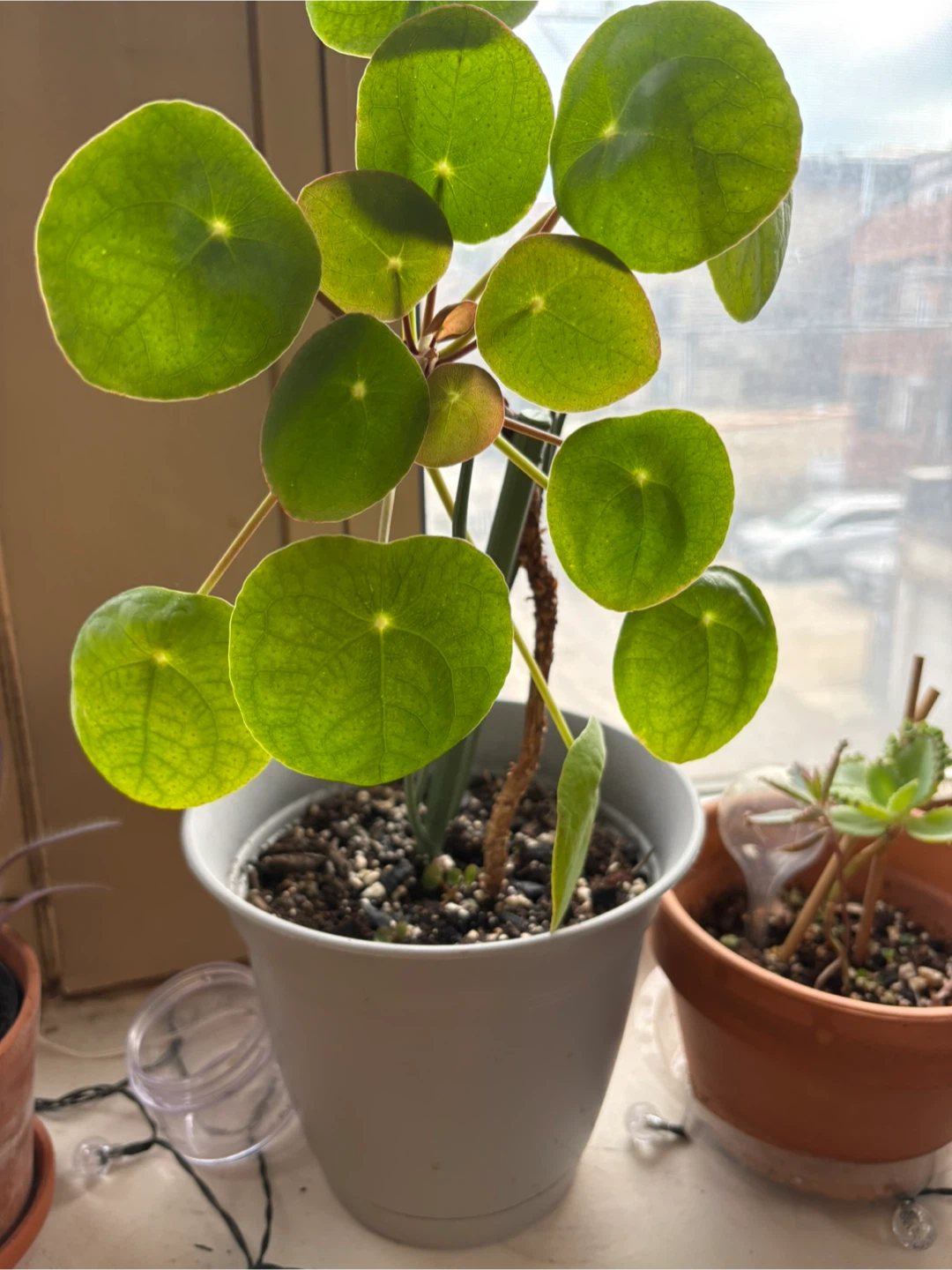 Pilea plant