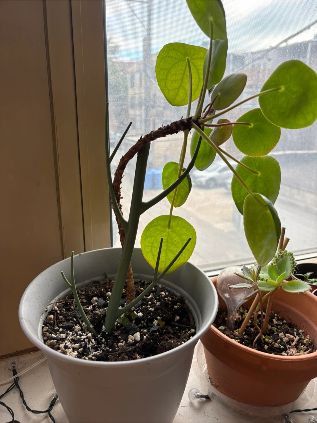 Pilea plant - photo 2