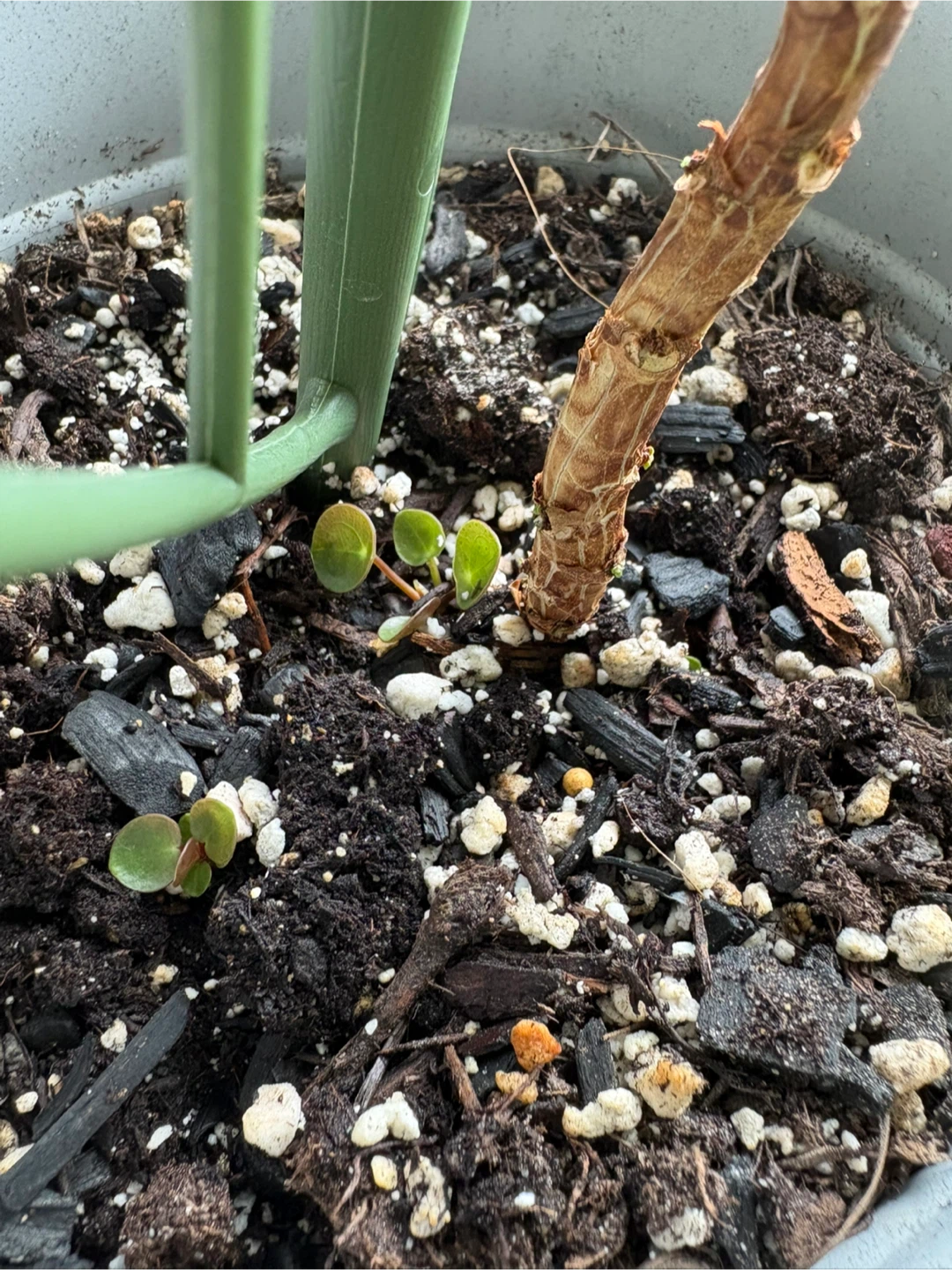 Pilea plant - photo 3