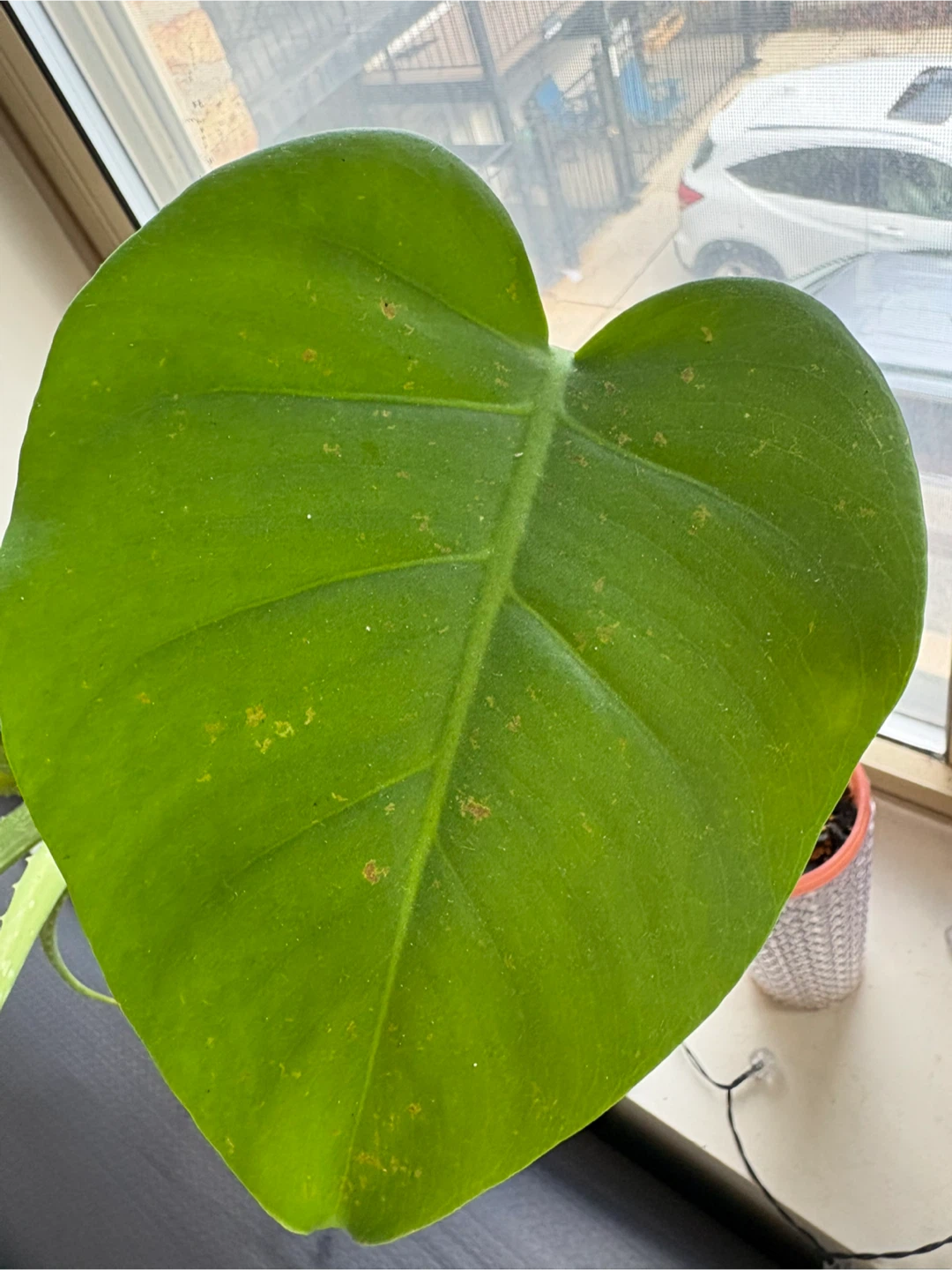Monstera Plant/ rooted cutting - photo 2