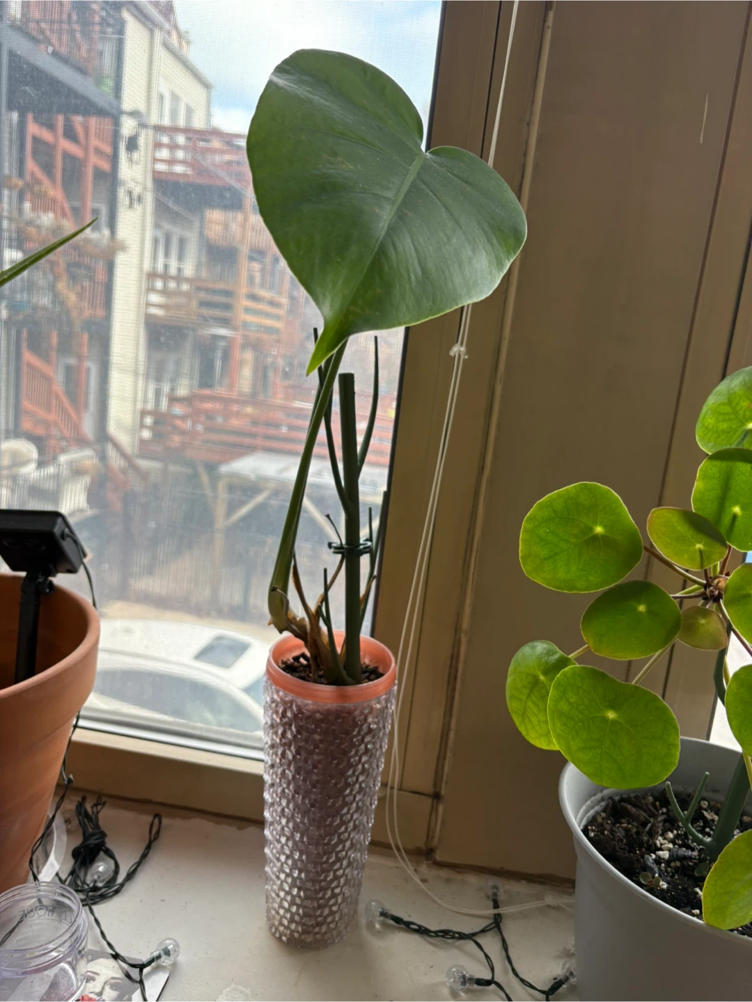 Monstera Plant/ rooted cutting