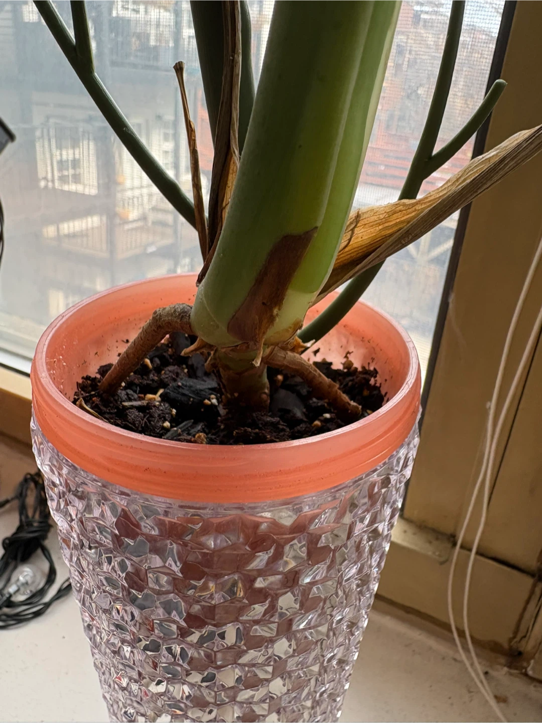 Monstera Plant/ rooted cutting - photo 3