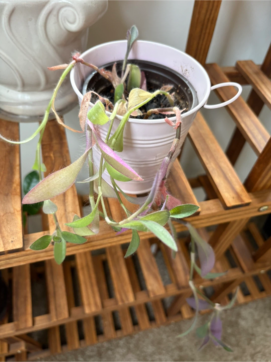 Wandering dude plant - photo 2