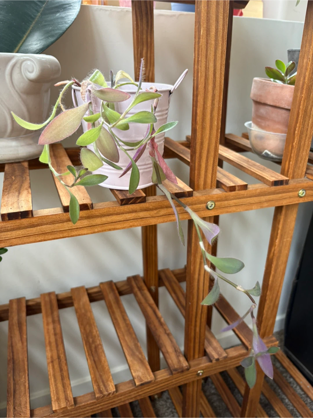 Wandering dude plant