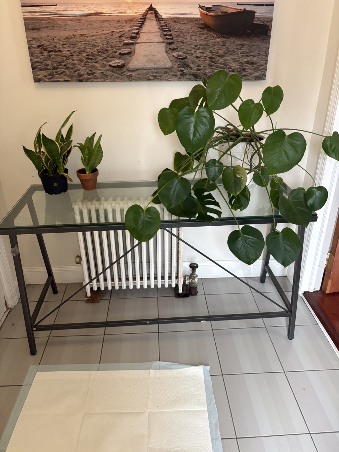 Plants and Desk