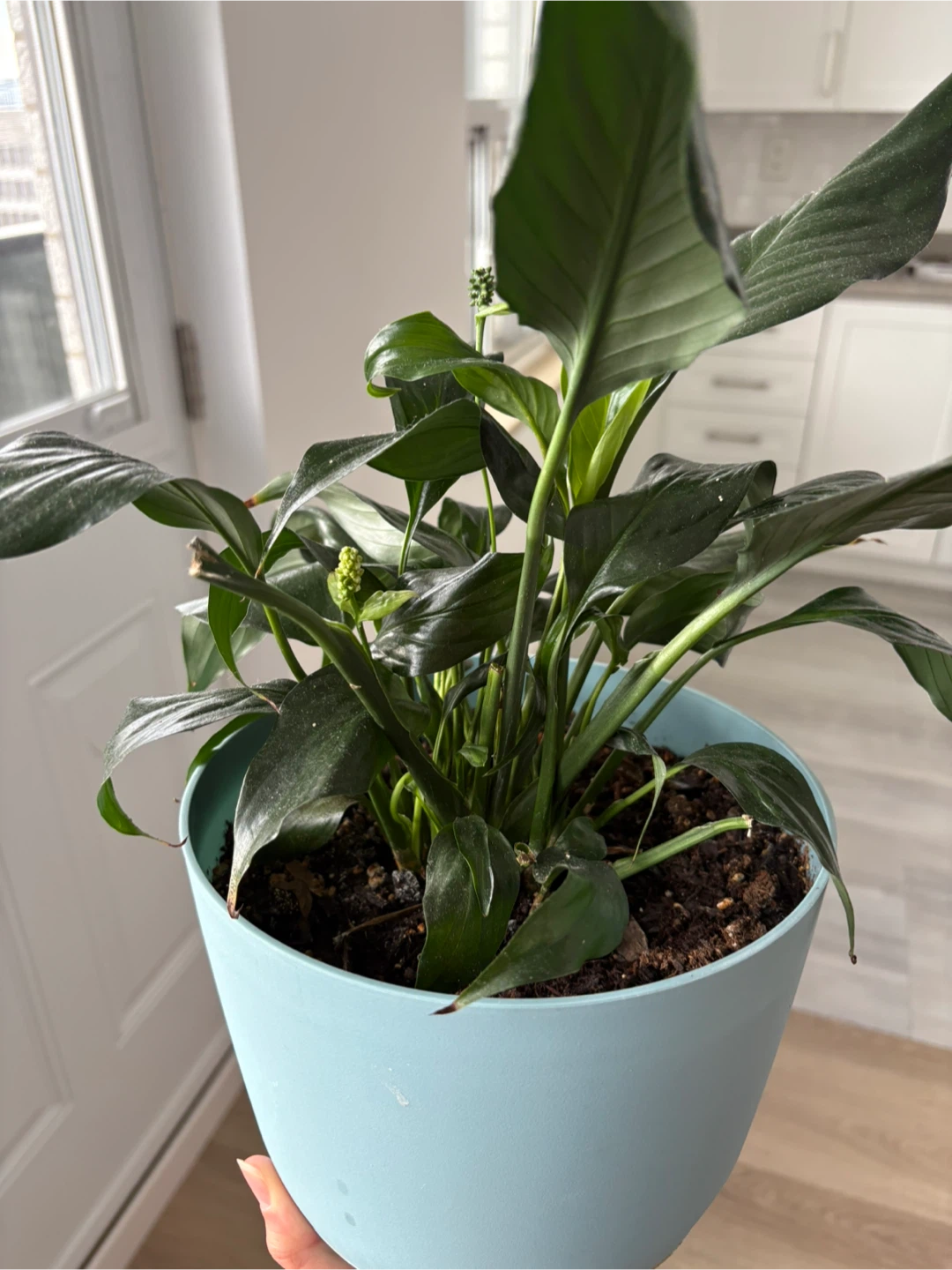Peace Lily Plant