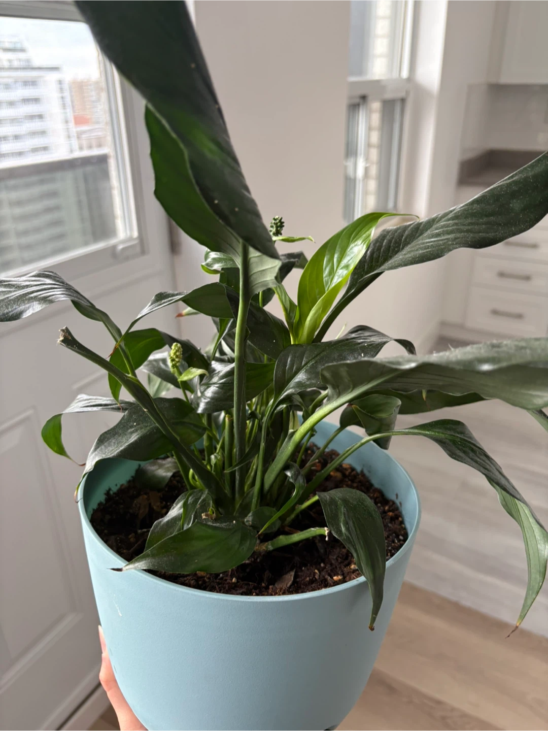 Peace Lily Plant - photo 2