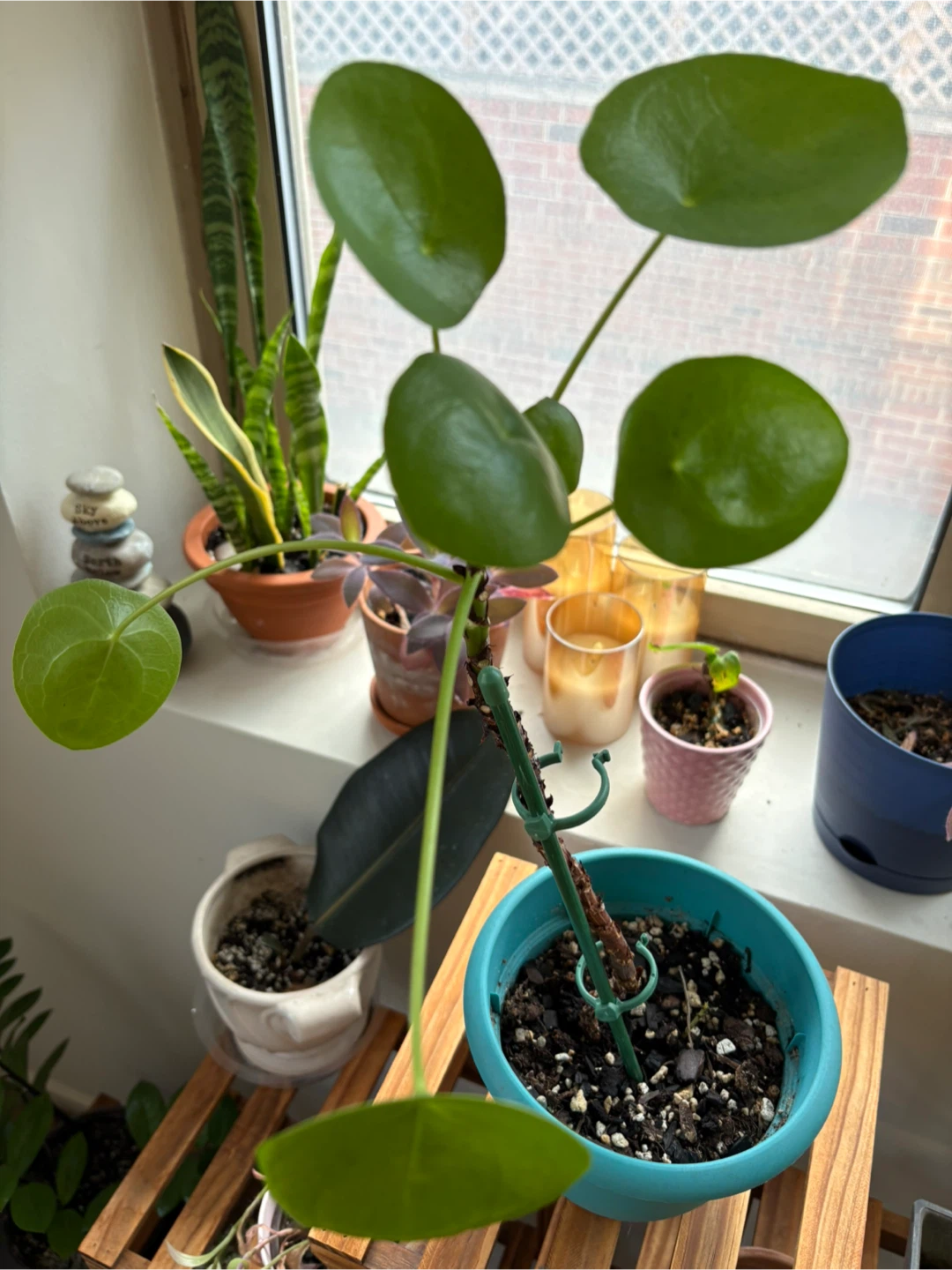 Pilea peperomioides plant