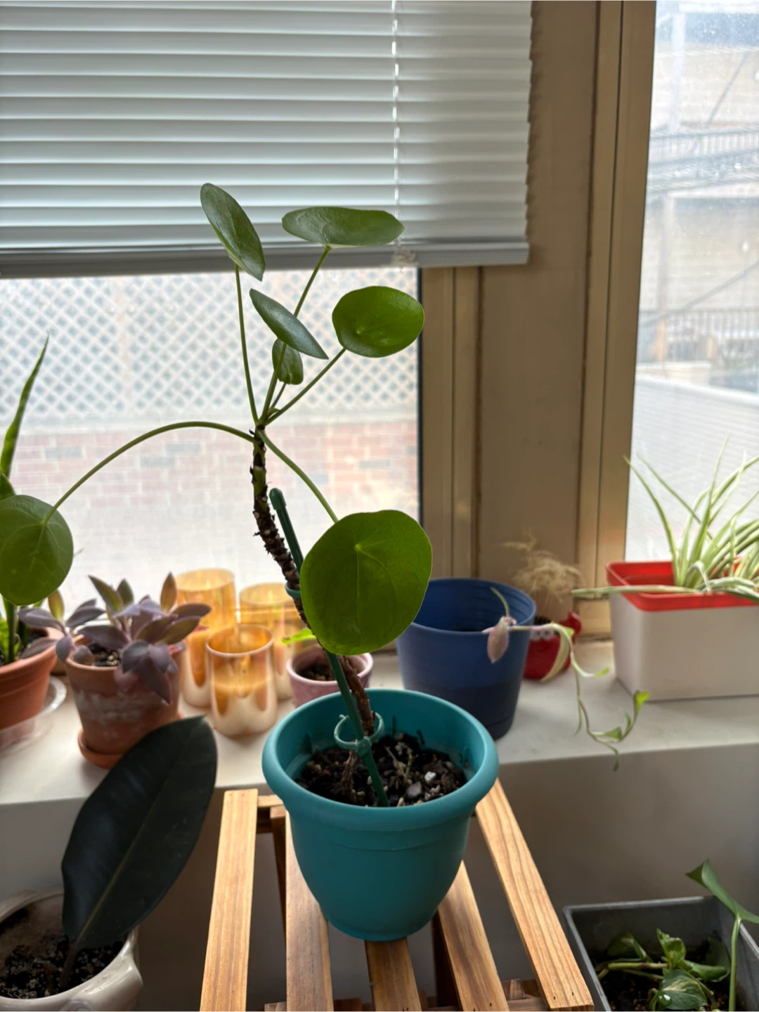 Pilea peperomioides plant - photo 2