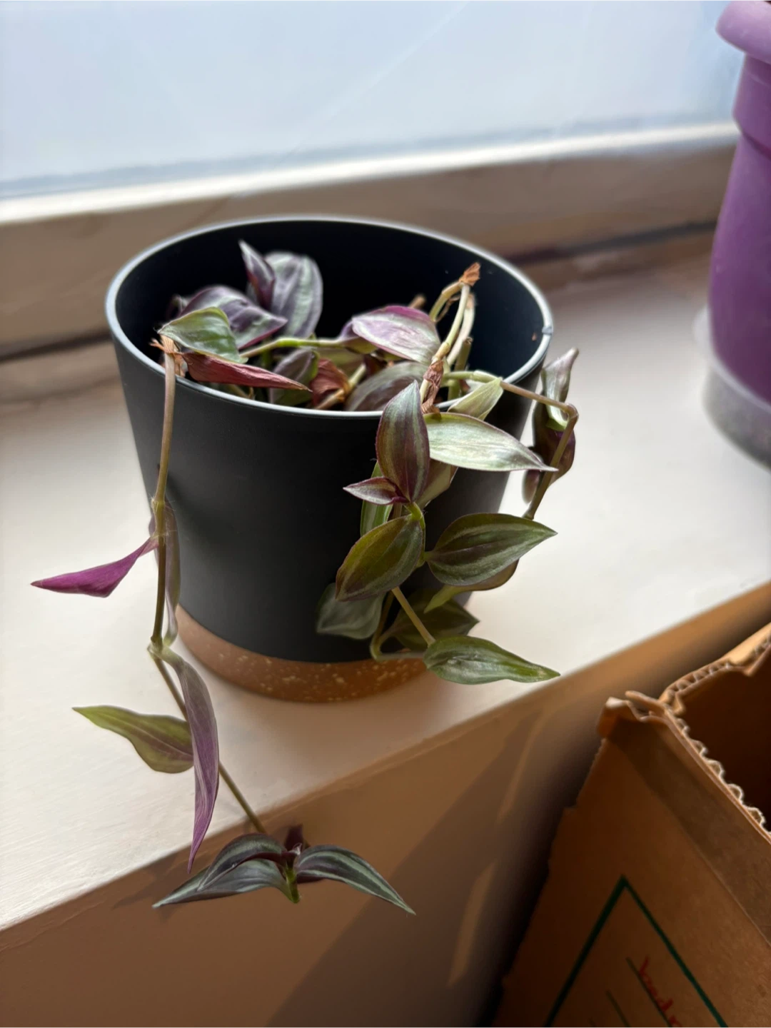 Wandering dude Plant - photo 2