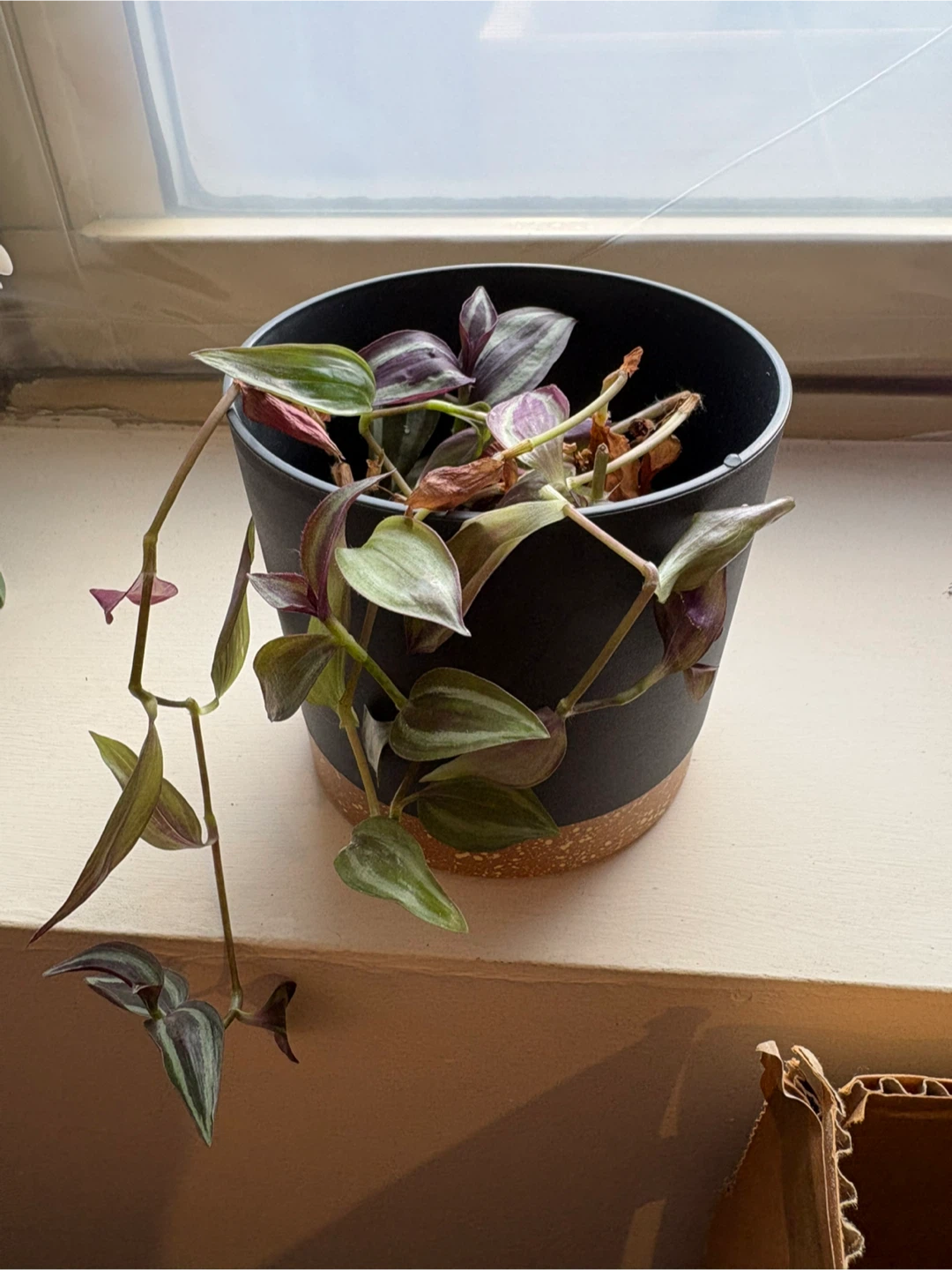 Wandering dude Plant