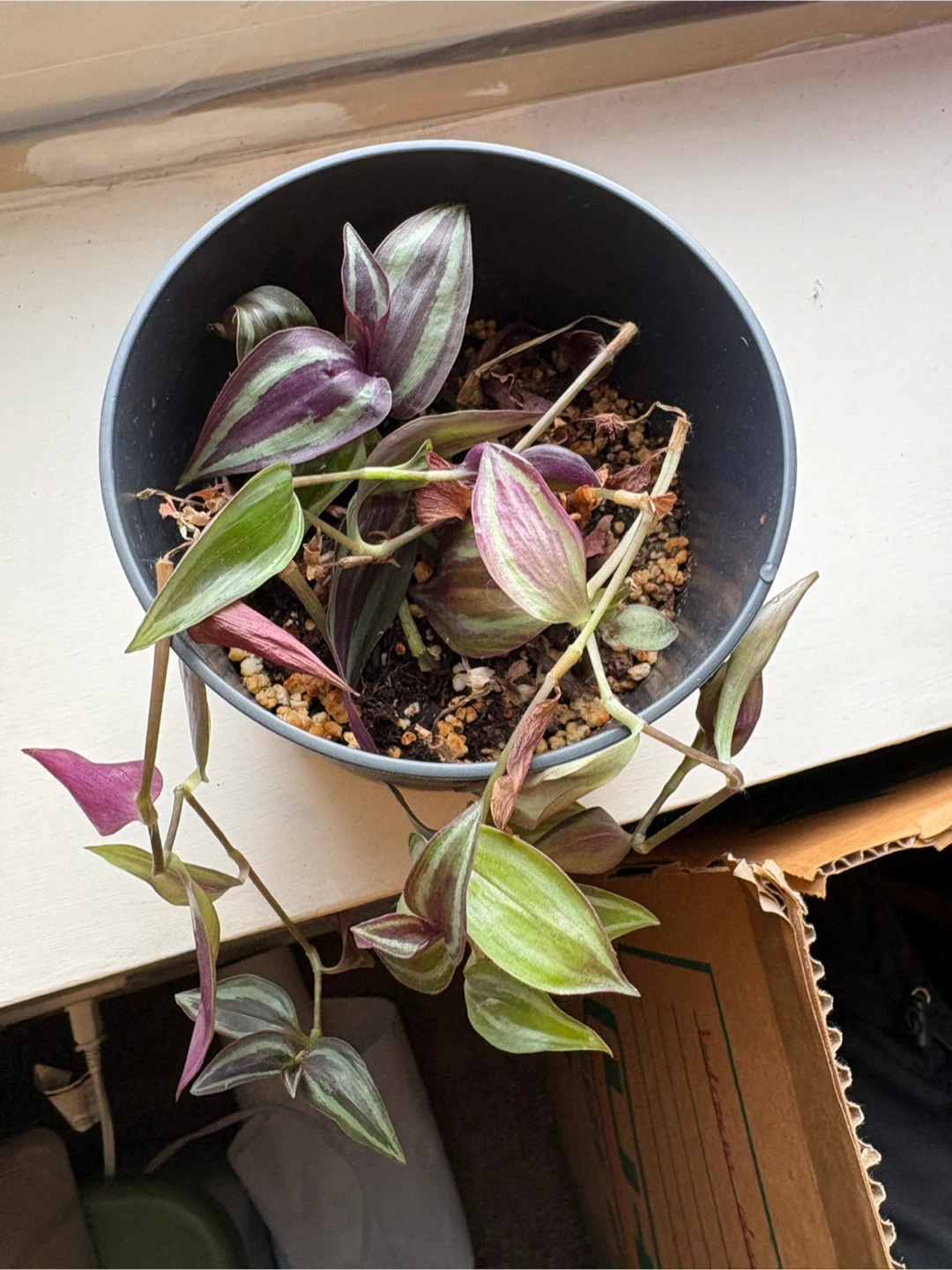 Wandering dude Plant - photo 3