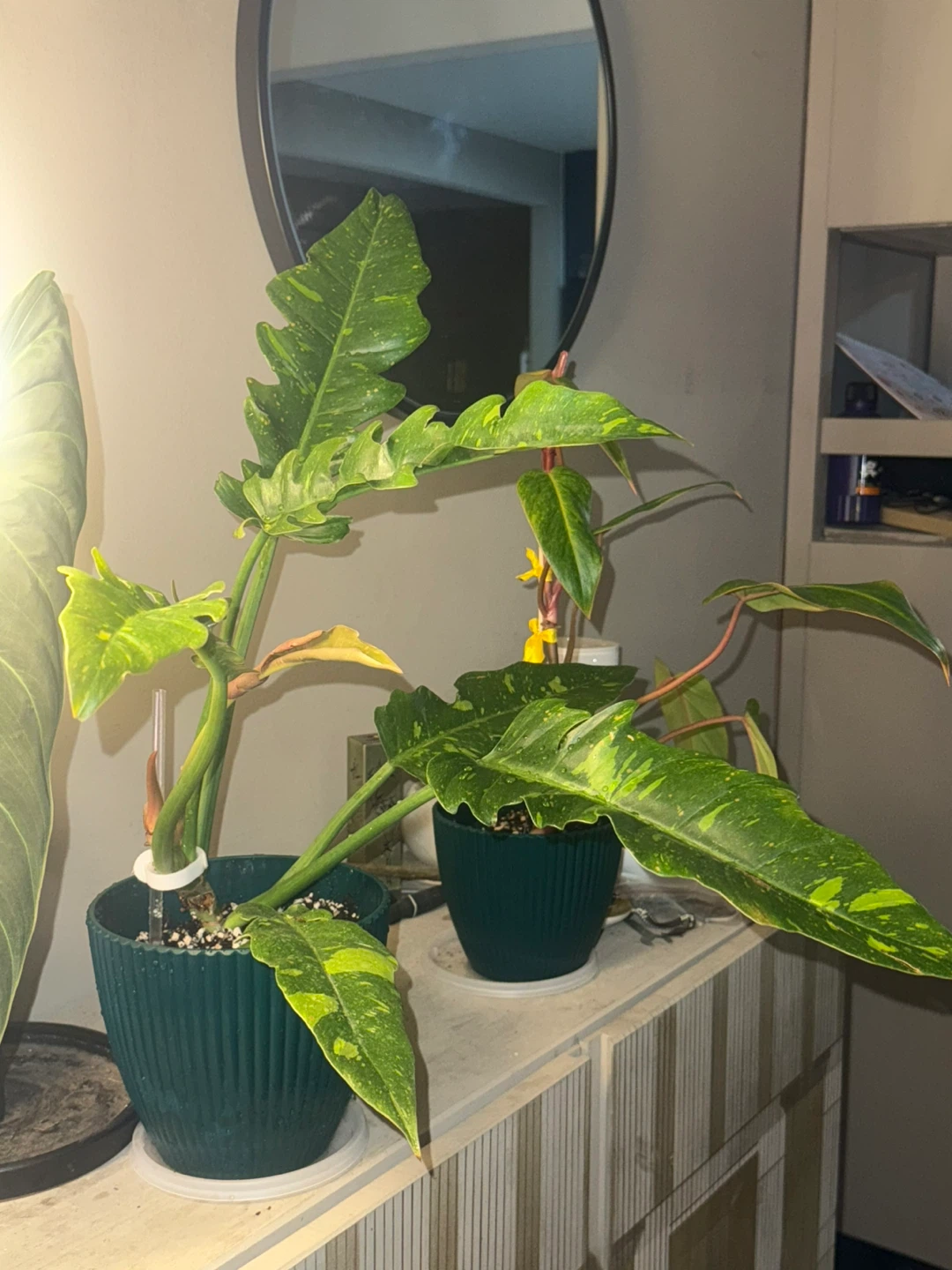 Philodendron Ring of Fire whole plant - photo 2