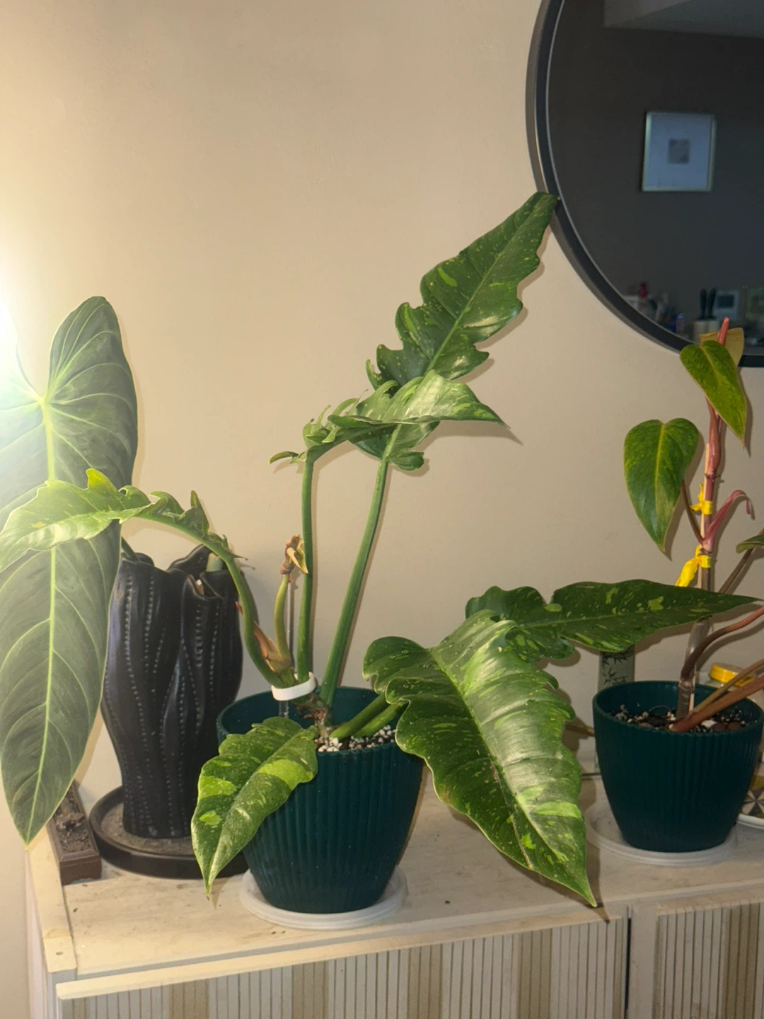 Philodendron Ring of Fire whole plant