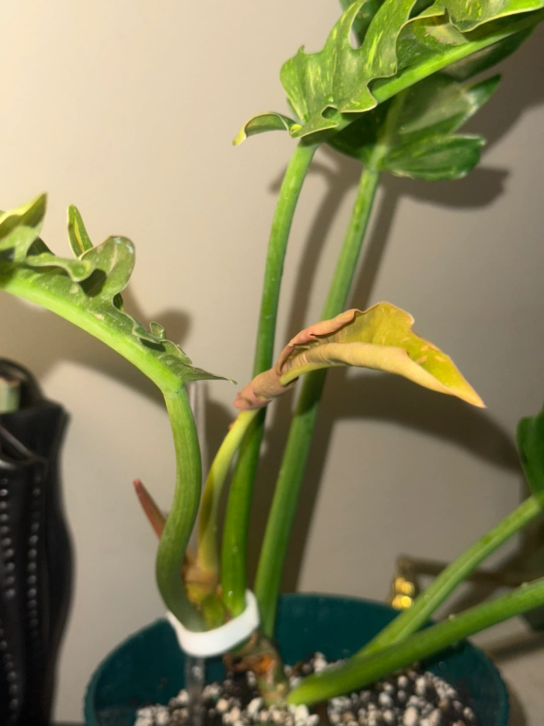 Philodendron Ring of Fire whole plant - photo 4