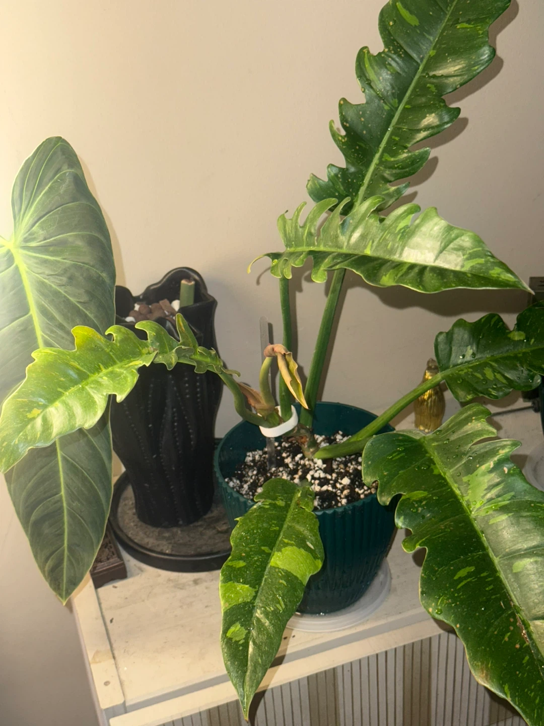 Philodendron Ring of Fire whole plant - photo 3