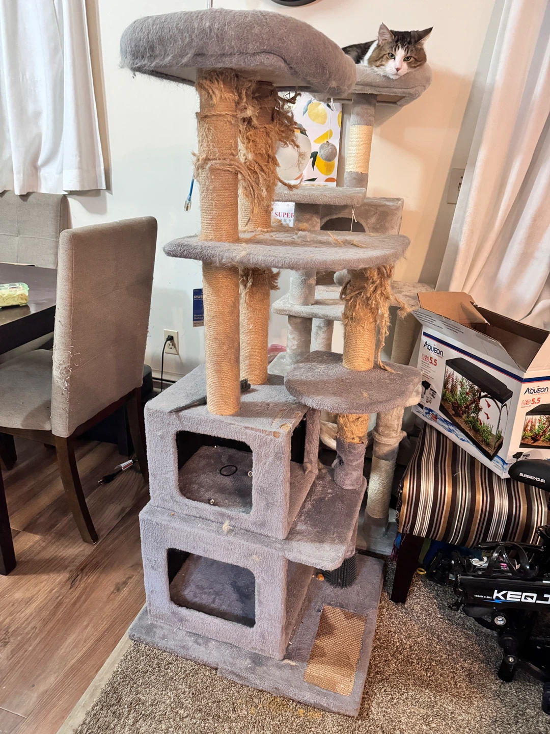 Used Cat Tree with Scratching Posts