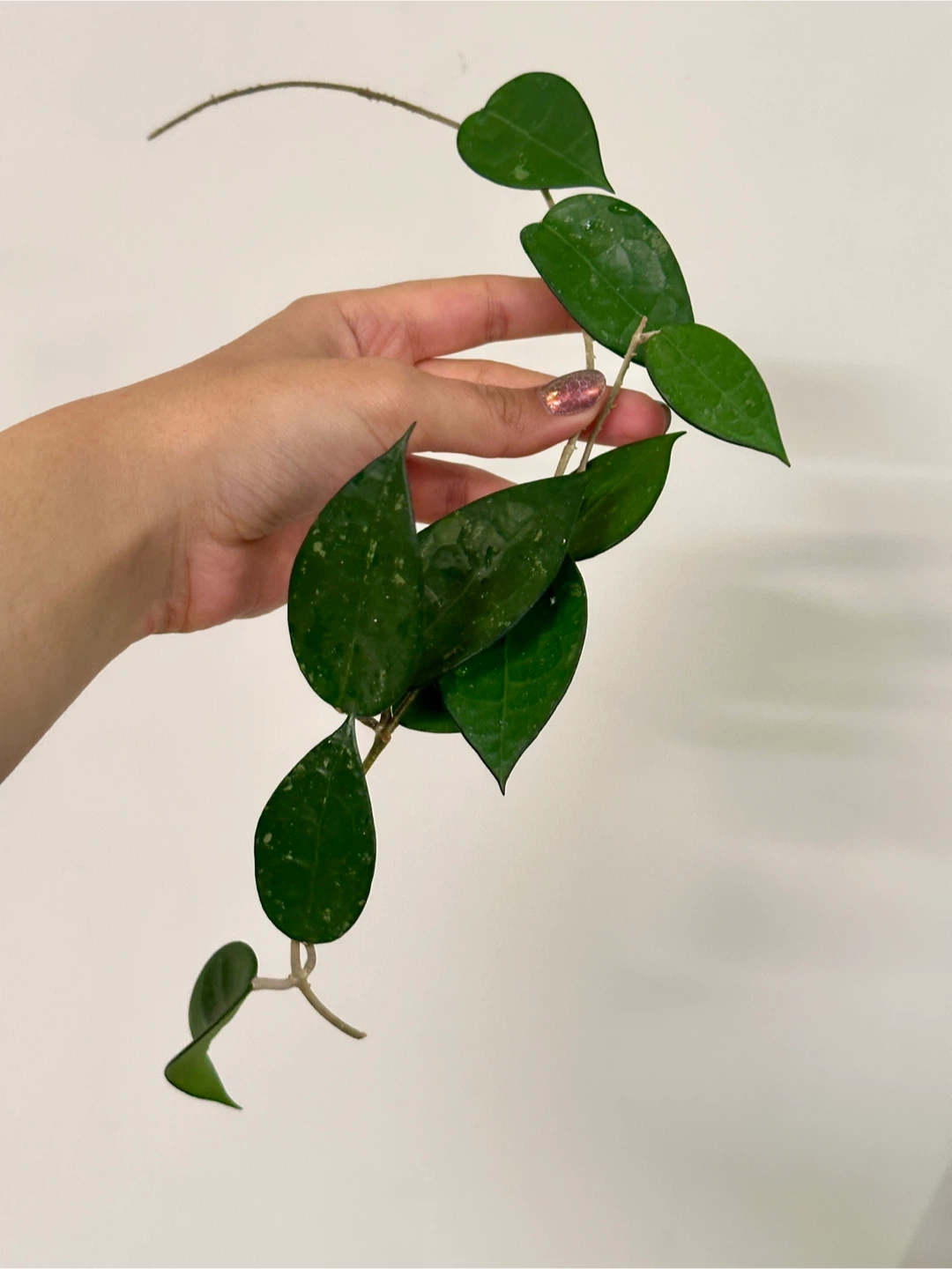 Hoya Black Margin Plant Cutting Large