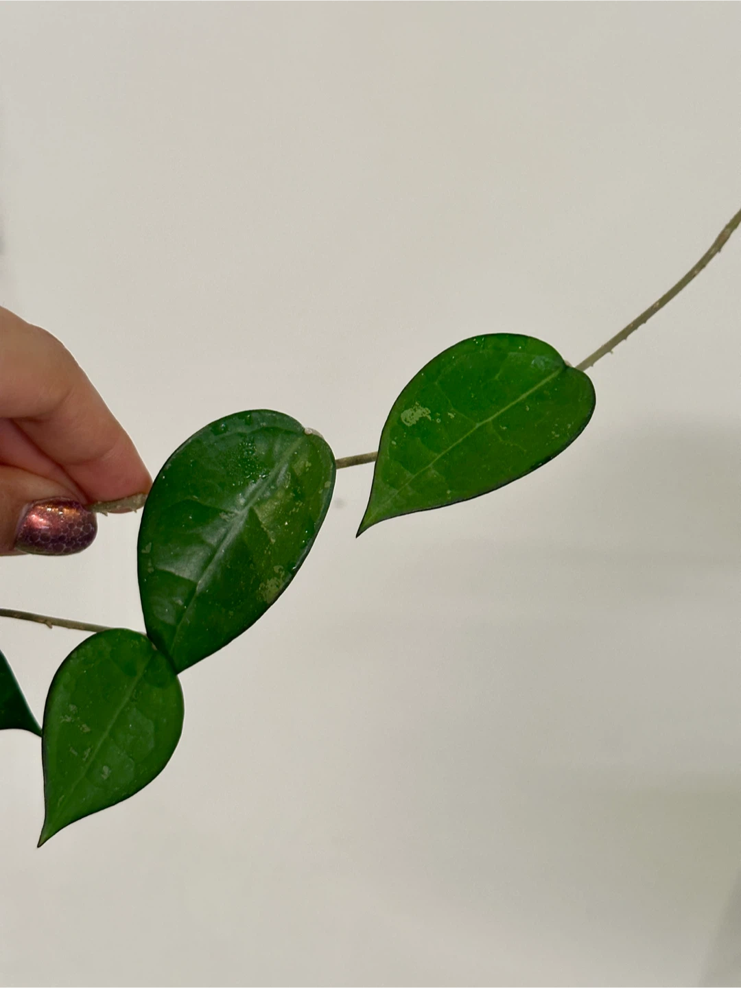 Hoya Black Margin Plant Cutting Large - photo 3