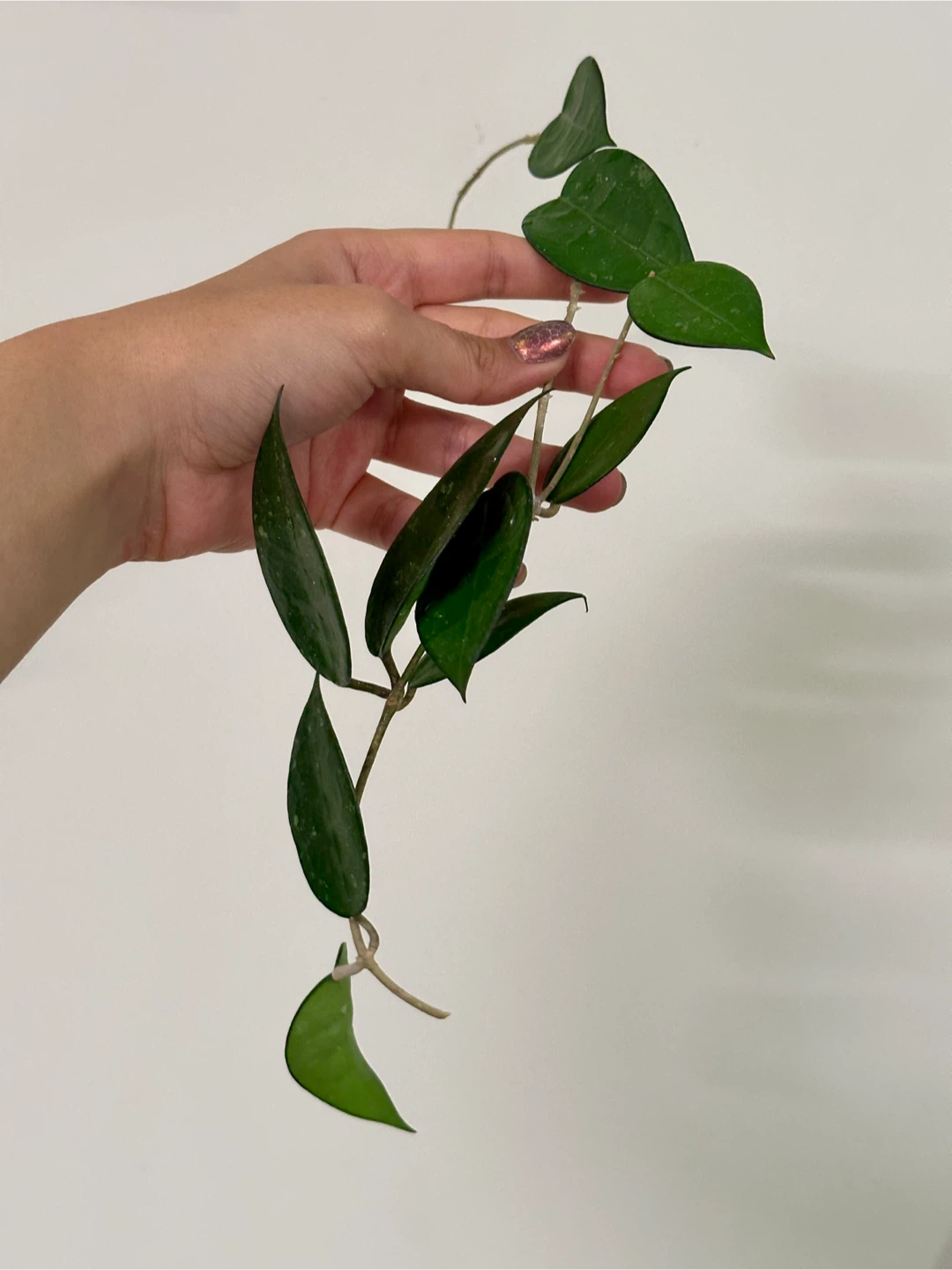 Hoya Black Margin Plant Cutting Large - photo 2