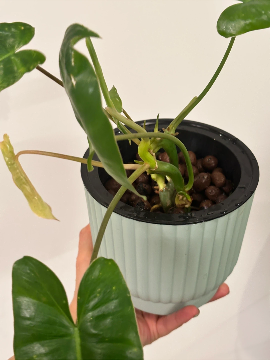 Philodendron Burle Marx Plant - photo 2