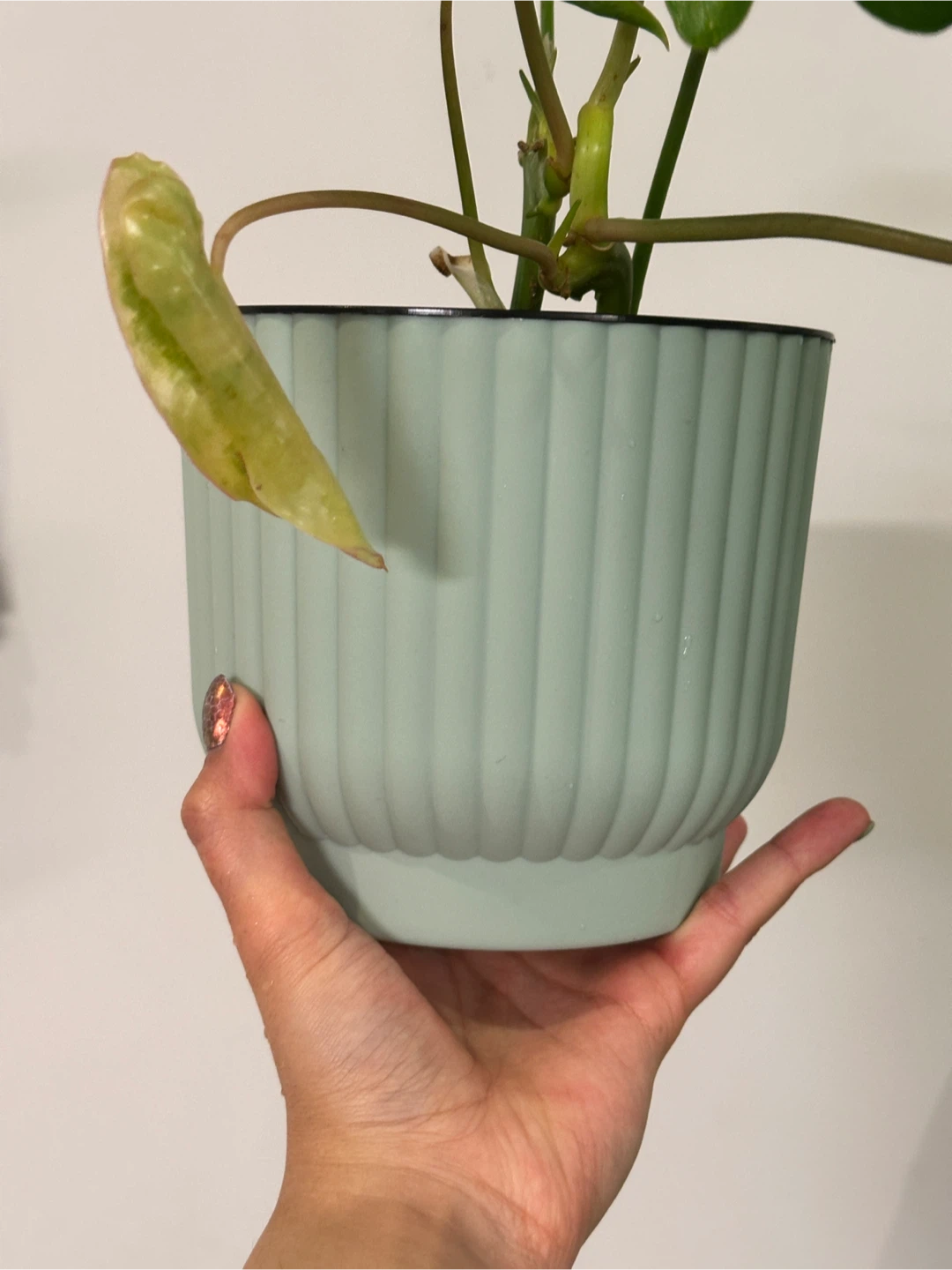 Philodendron Burle Marx Plant - photo 3