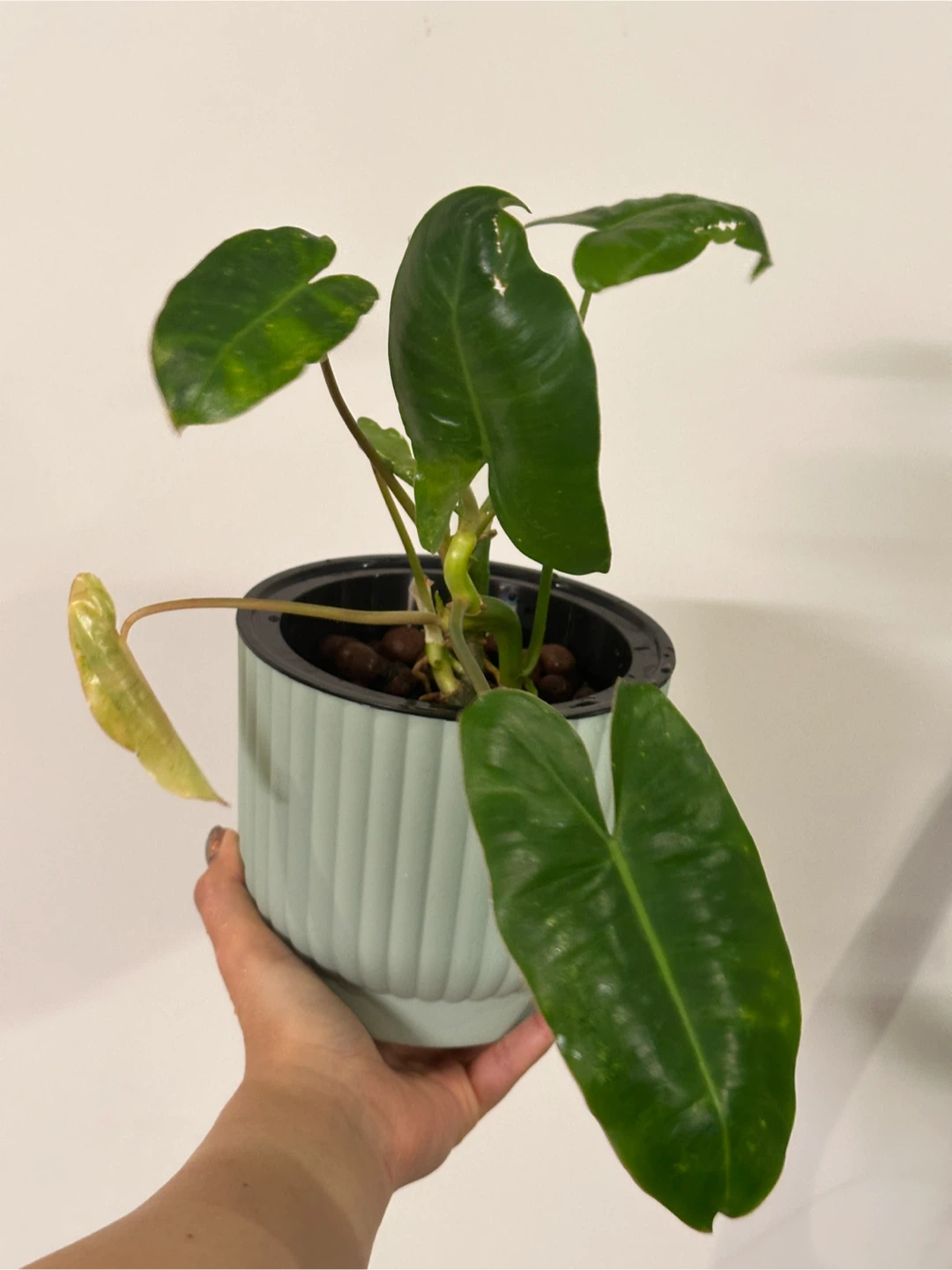 Philodendron Burle Marx Plant