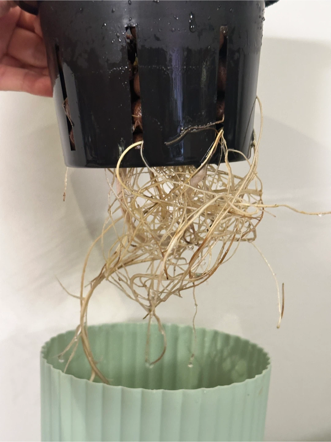 Philodendron Burle Marx Plant - photo 5