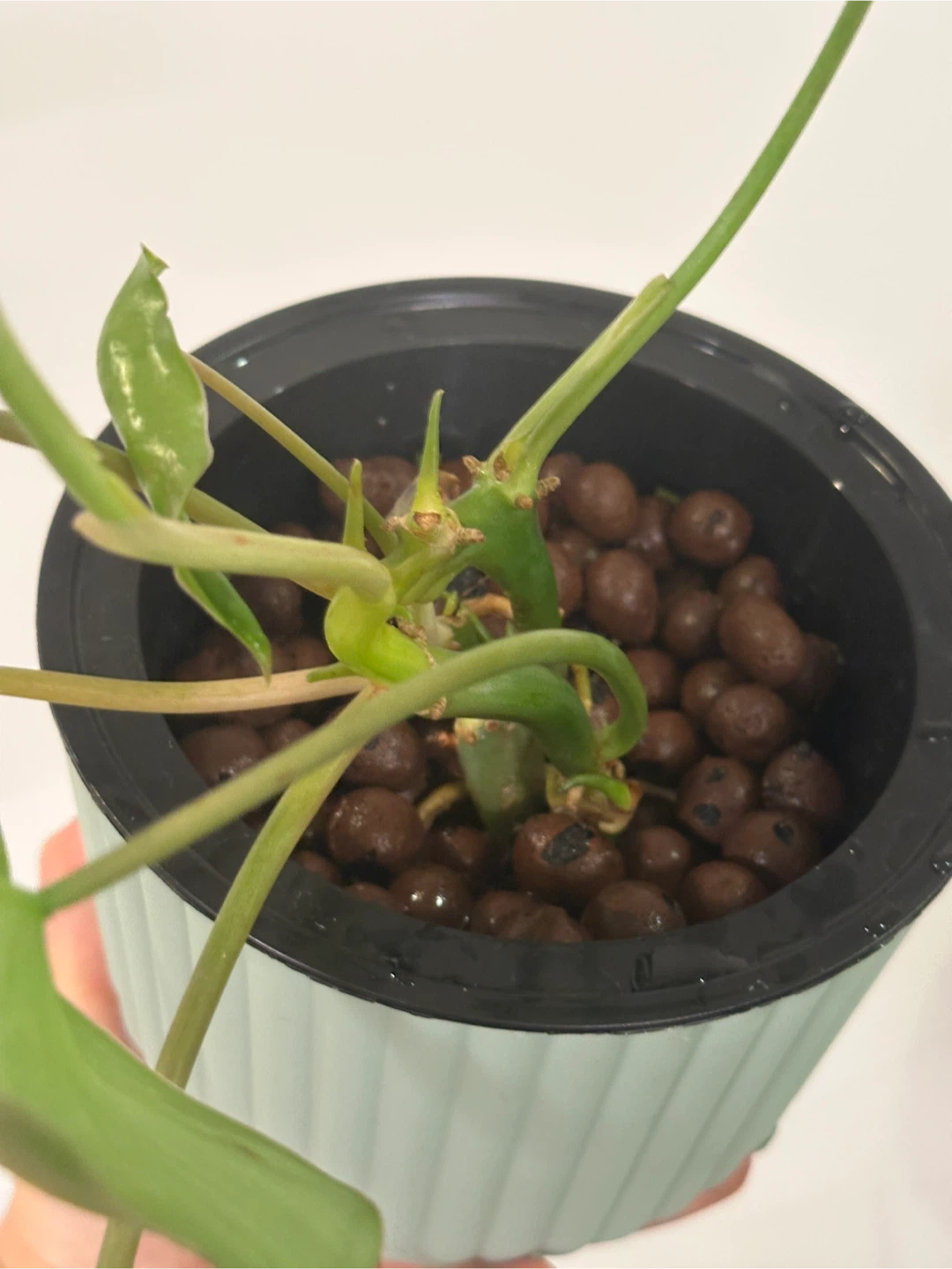 Philodendron Burle Marx Plant - photo 4