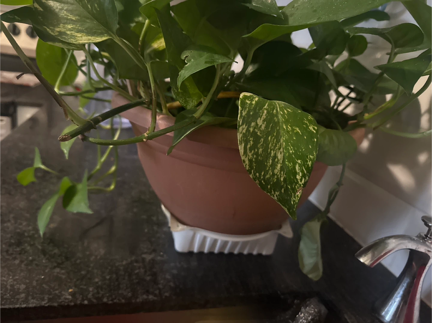 Potted Golden Pothos Plant - photo 2