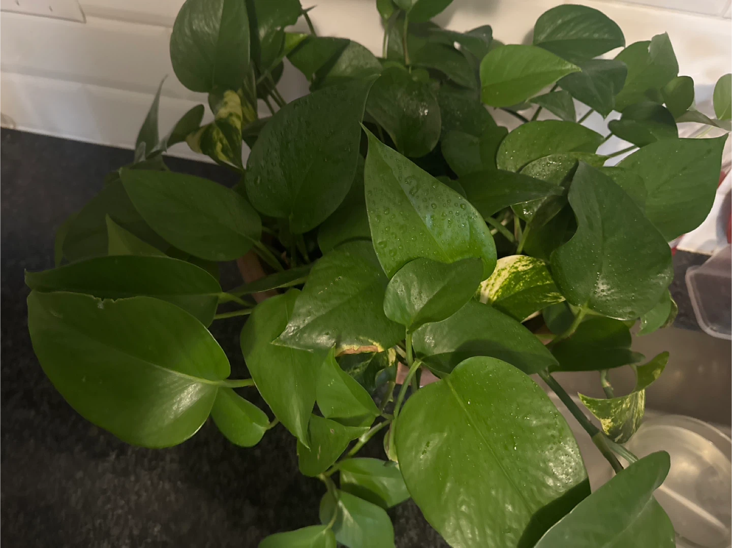 Potted Golden Pothos Plant