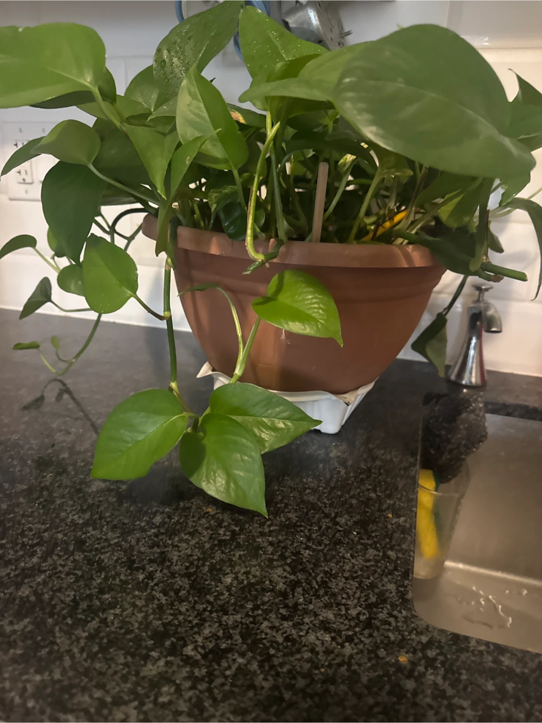 Potted Golden Pothos Plant - photo 4