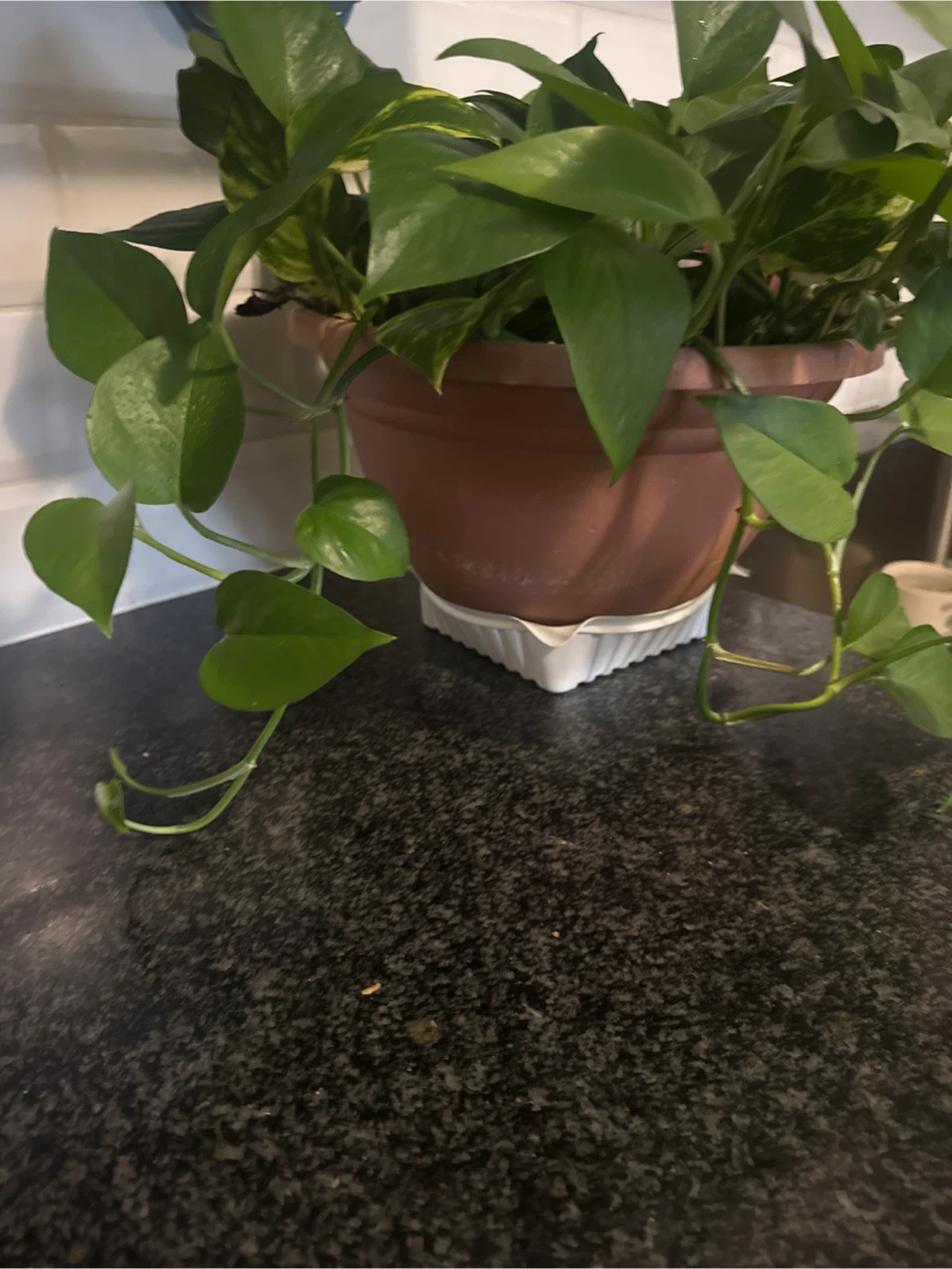 Potted Golden Pothos Plant - photo 3