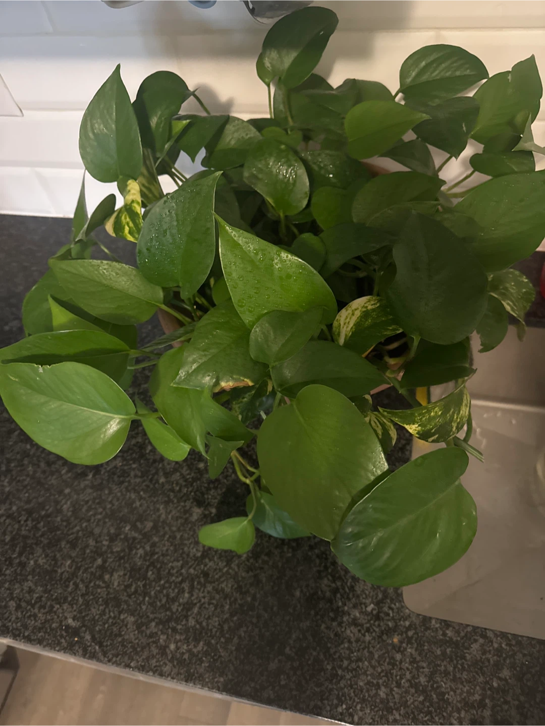 Potted Golden Pothos Plant - photo 5
