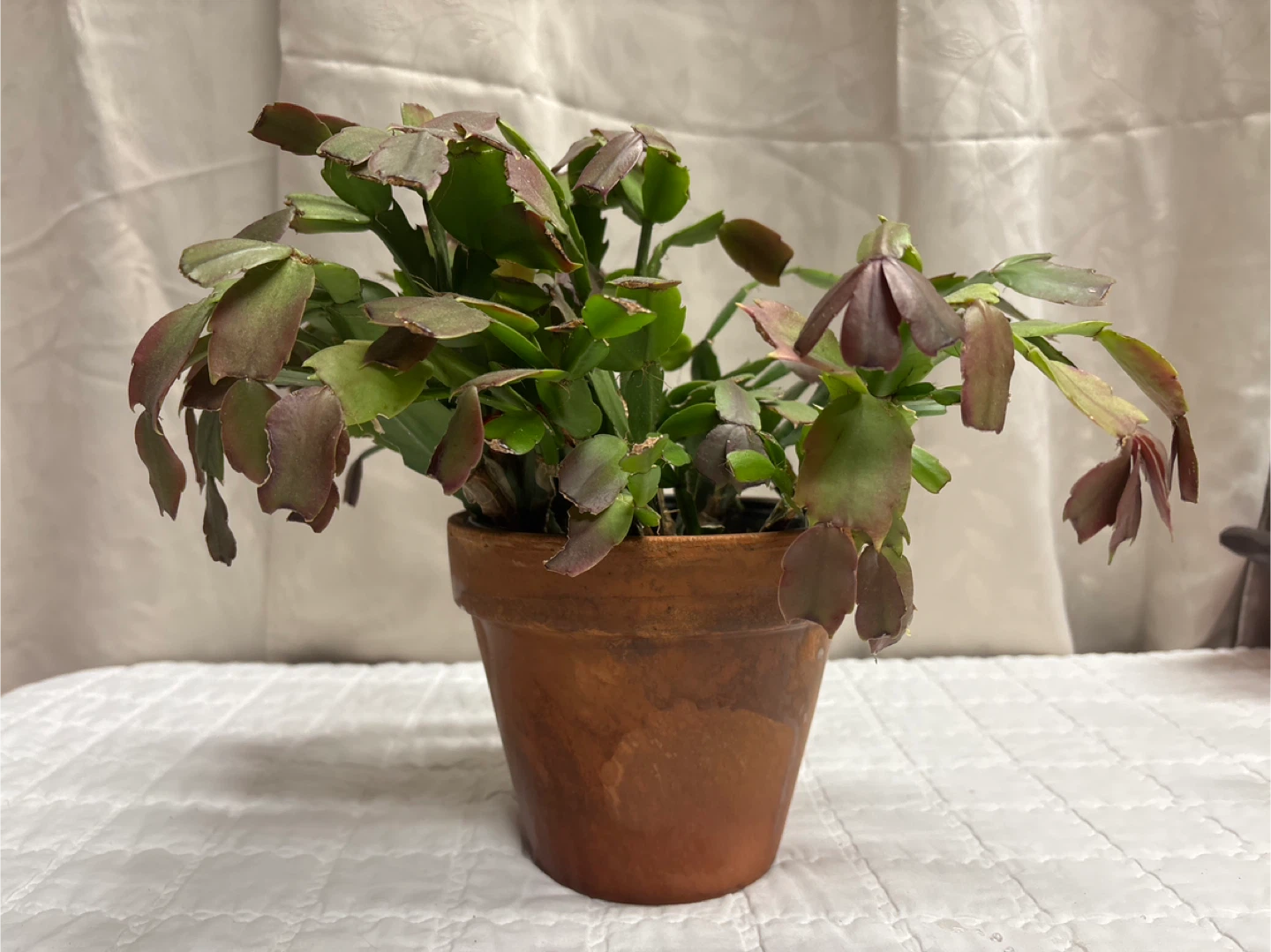 Potted Christmas Cactus 12 inches tall - photo 2