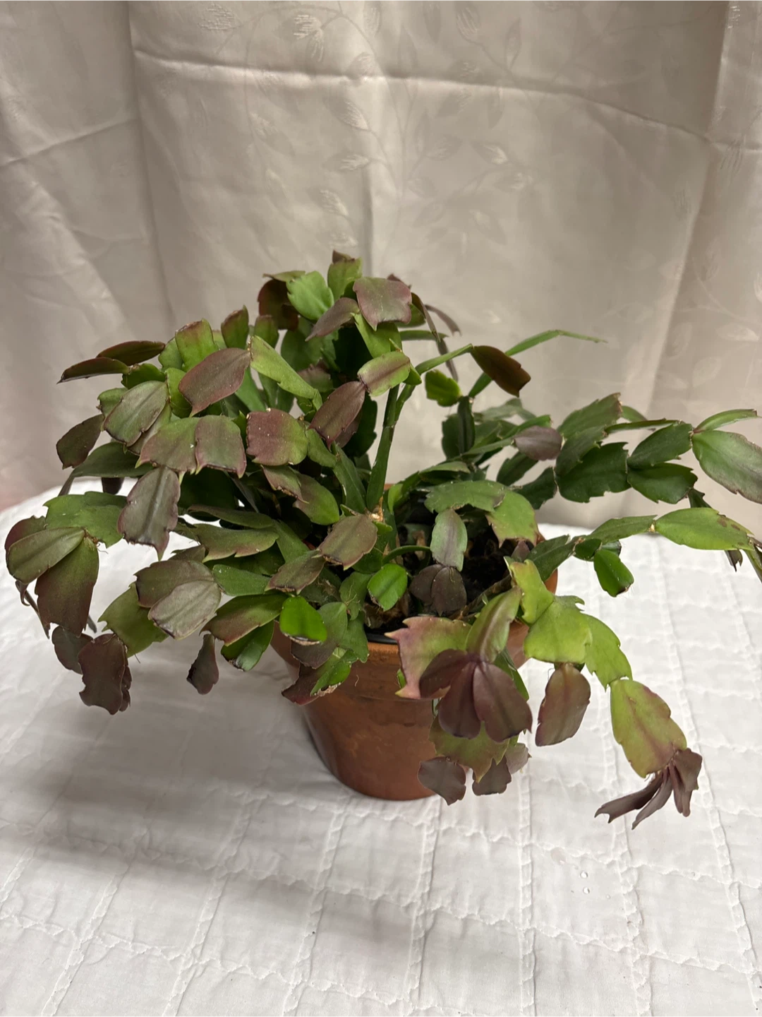 Potted Christmas Cactus 12 inches tall