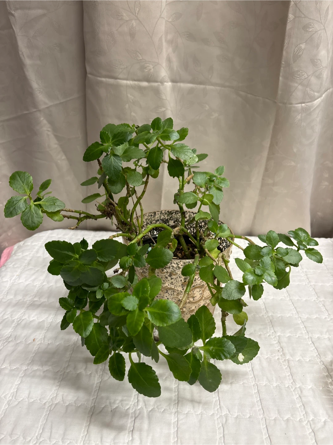 Potted Kalanchoe Plant