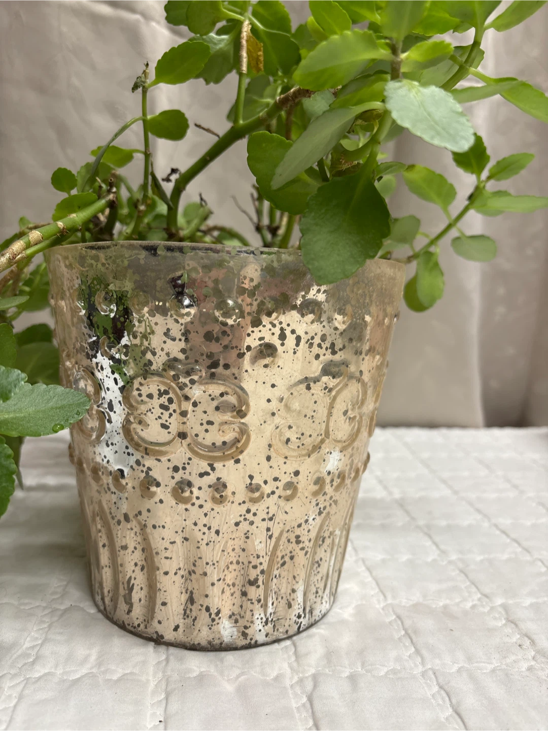 Potted Kalanchoe Plant - photo 2