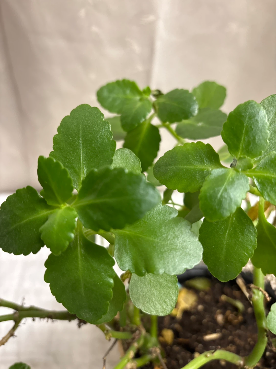 Potted Kalanchoe Plant - photo 3