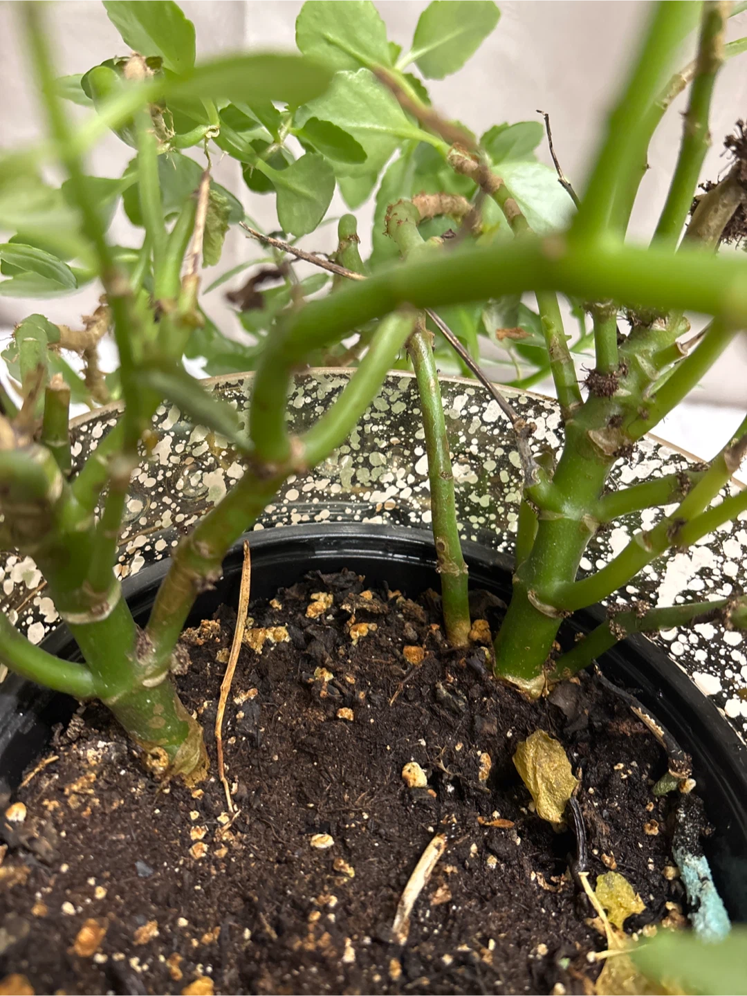 Potted Kalanchoe Plant - photo 4