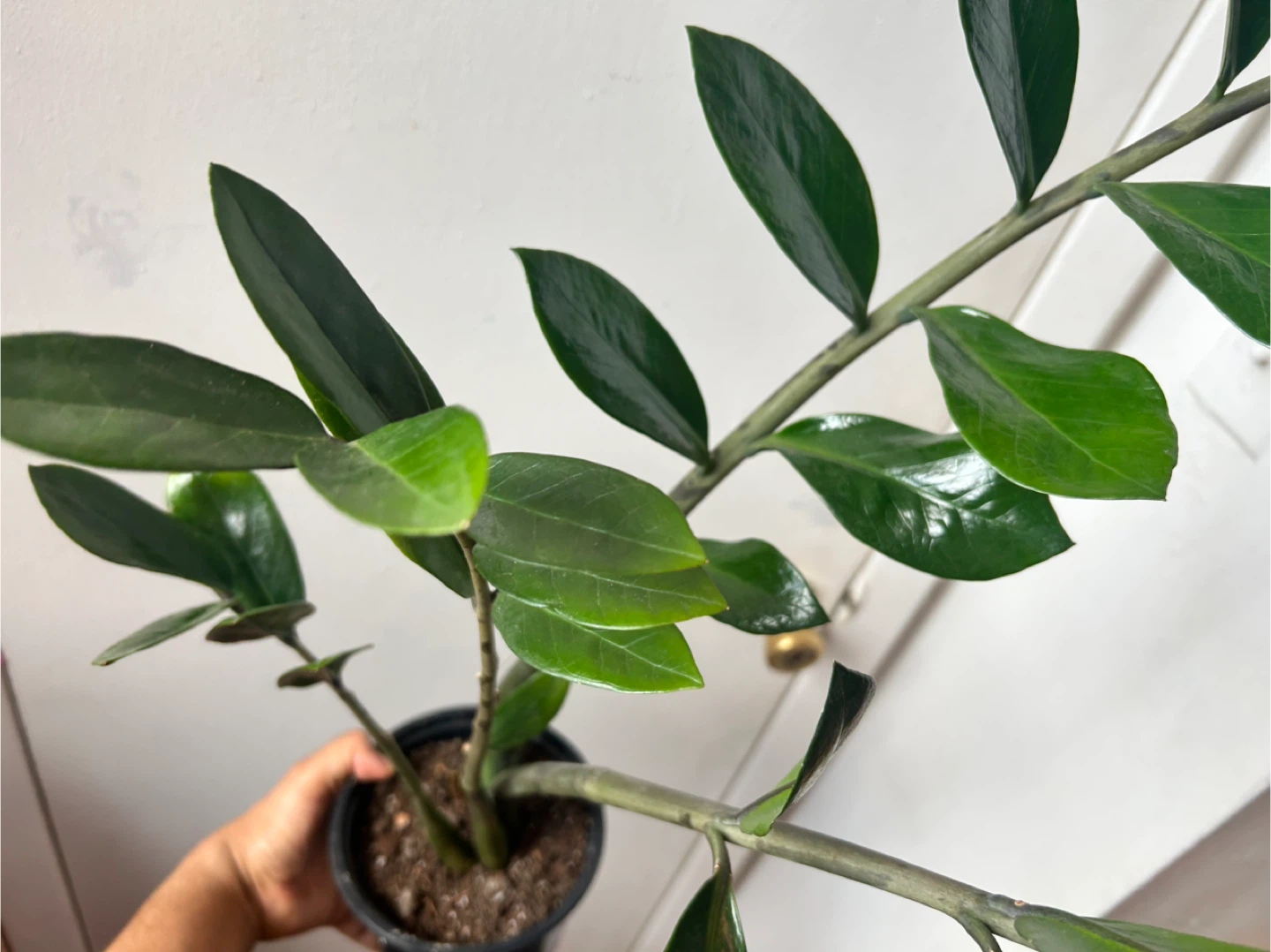 ZZ plant - photo 3