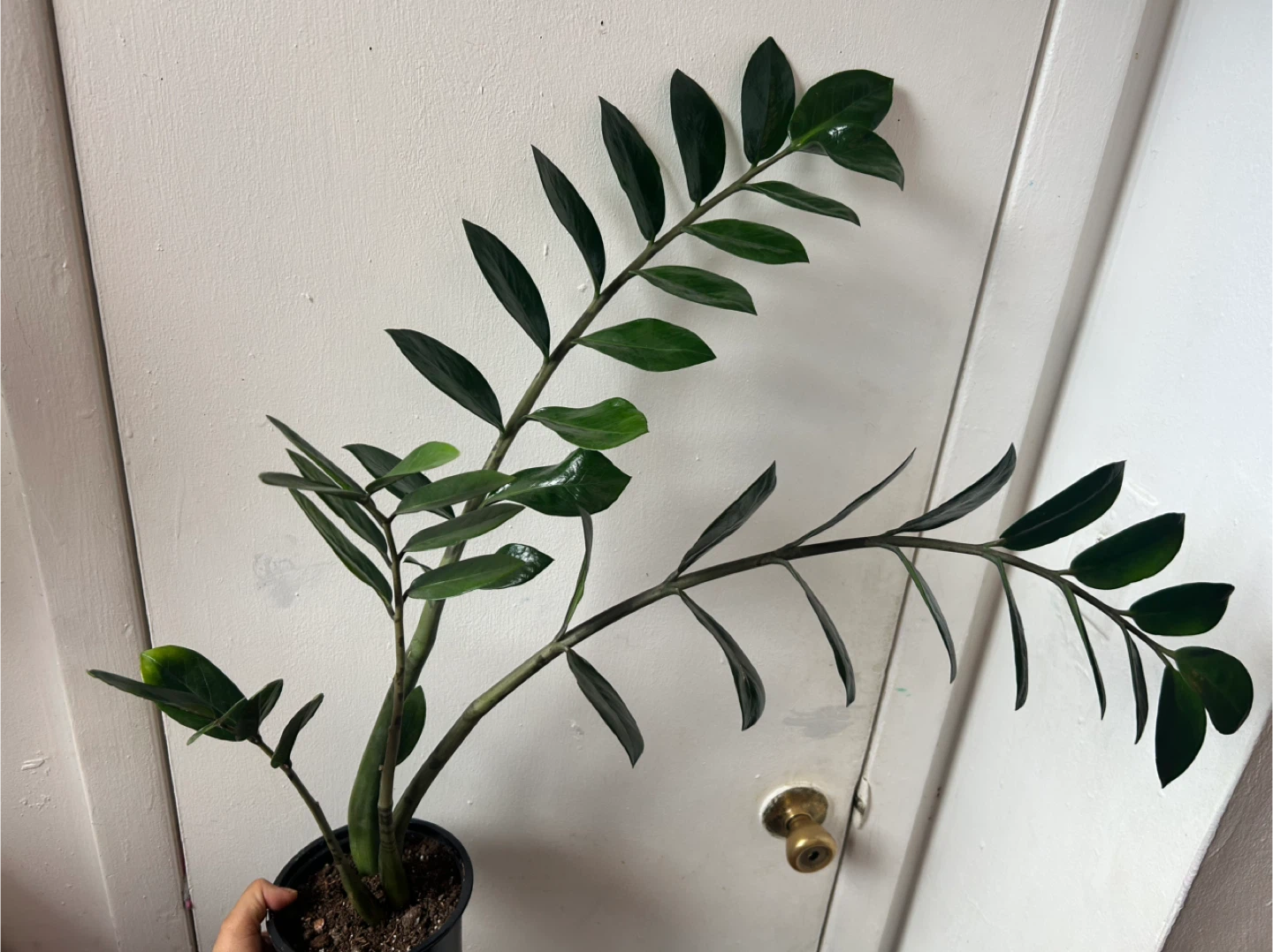ZZ plant - photo 2