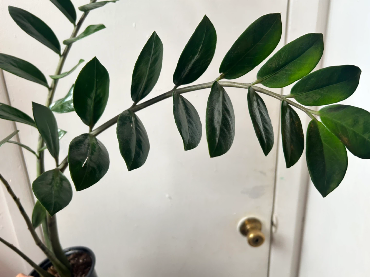 ZZ plant - photo 4