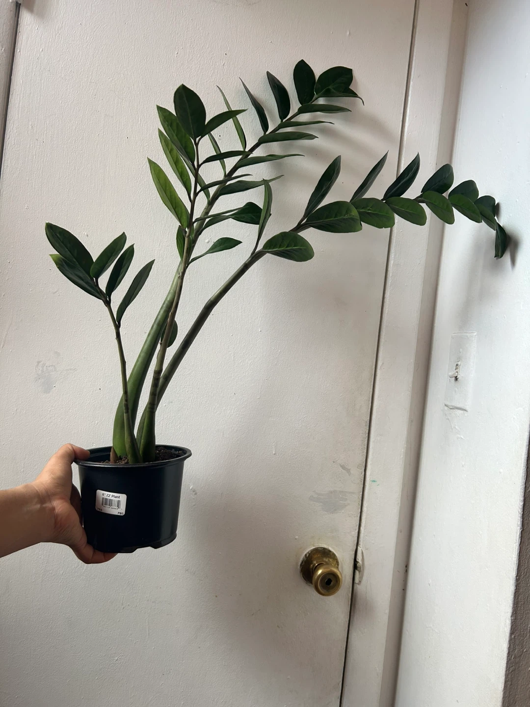 ZZ plant