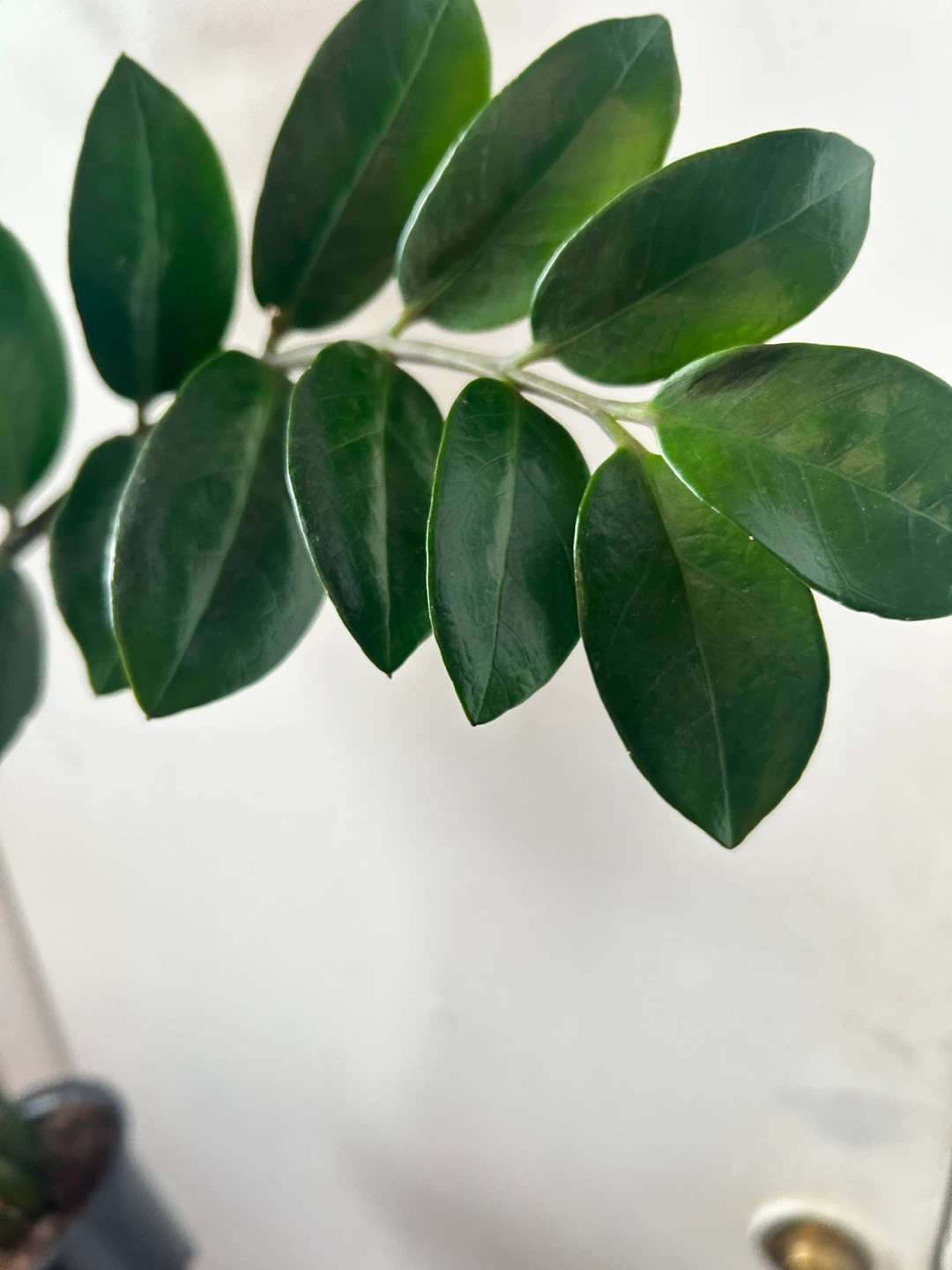 ZZ plant - photo 5
