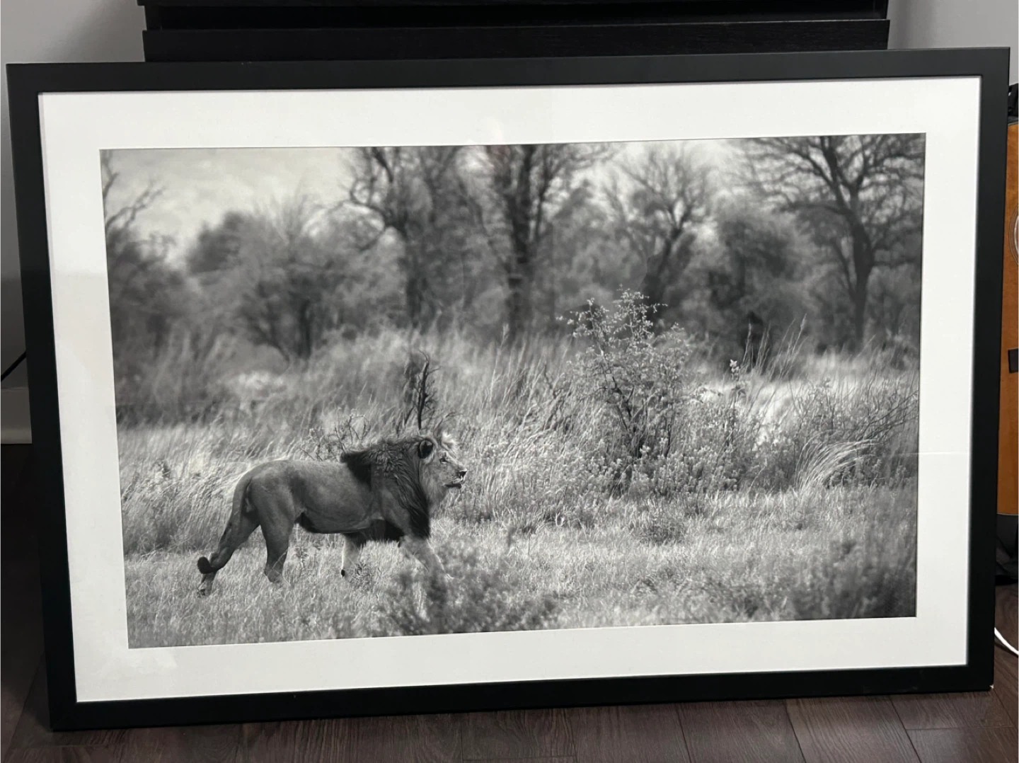 Framed Lion Photograph