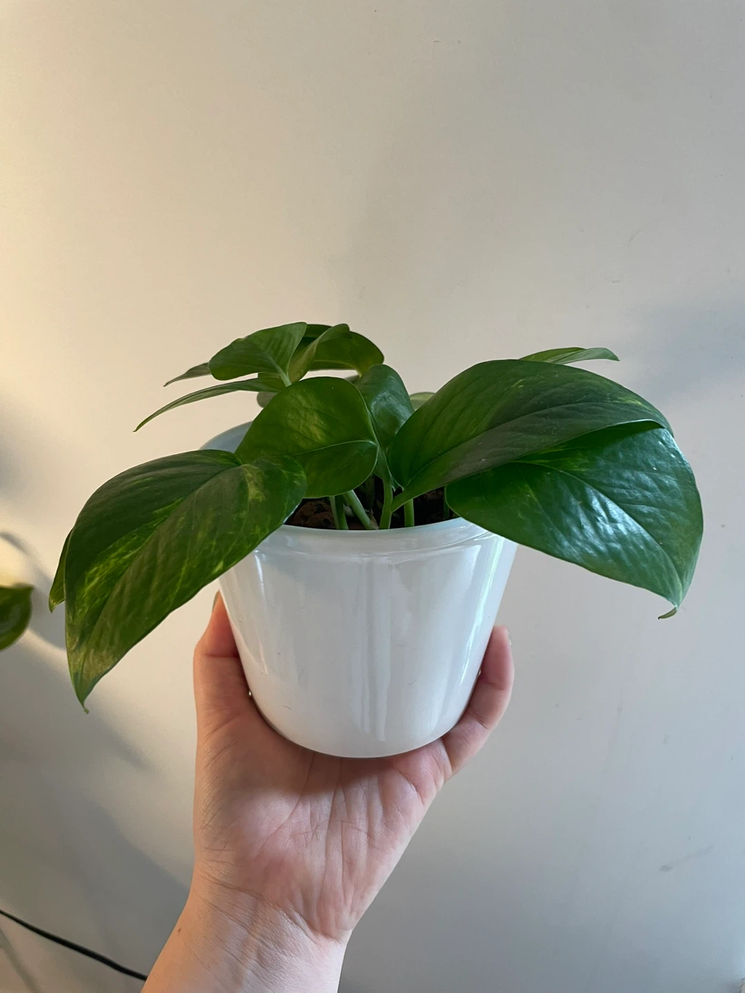 Pothos Plant in White Pot - photo 3